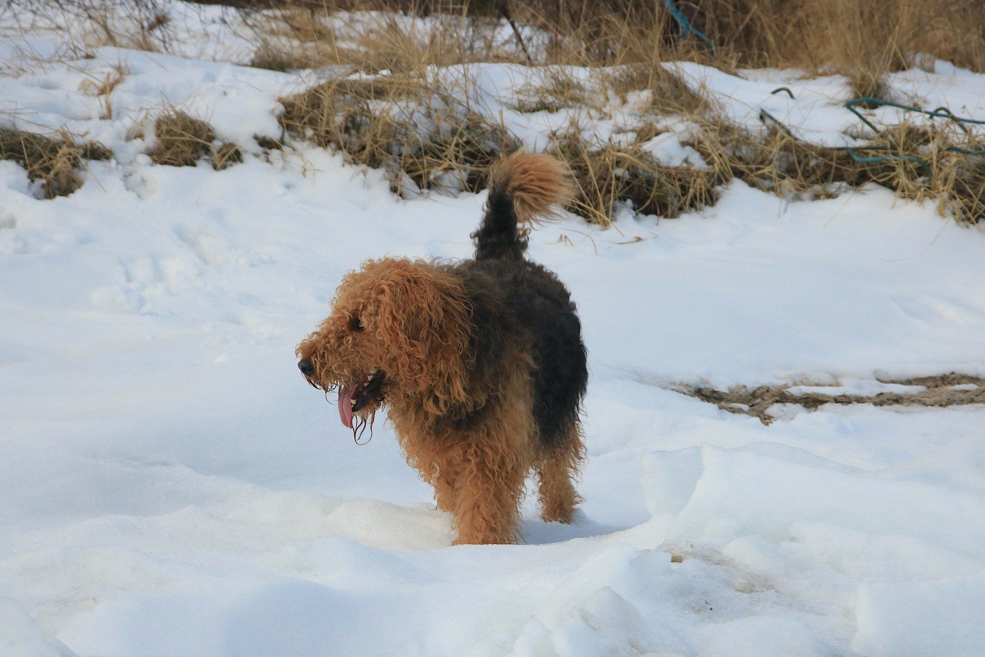 Do Airedale Terriers Like to Swim