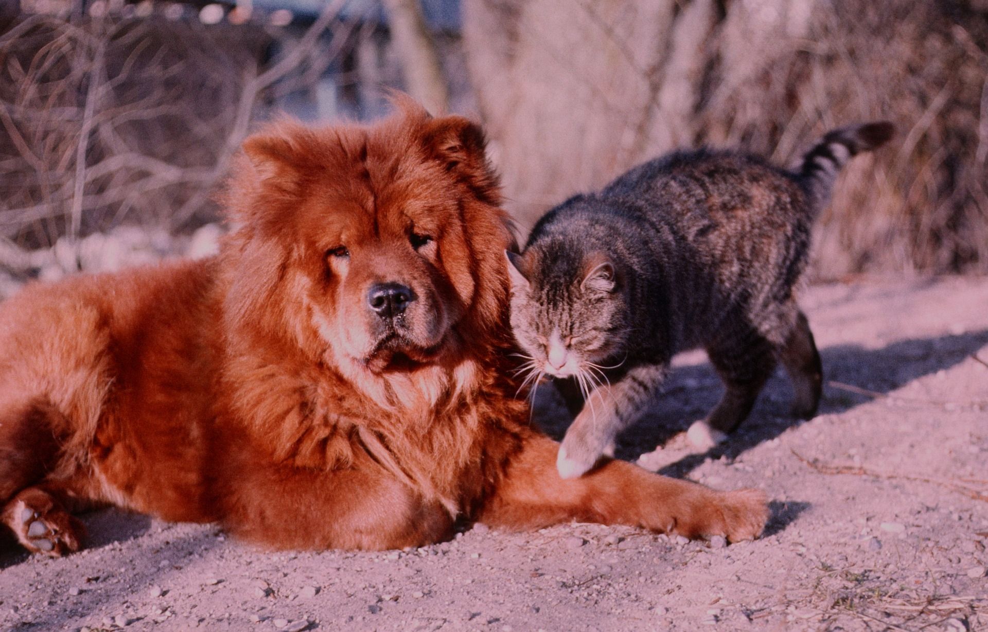 Are Chow Chows aggressive?