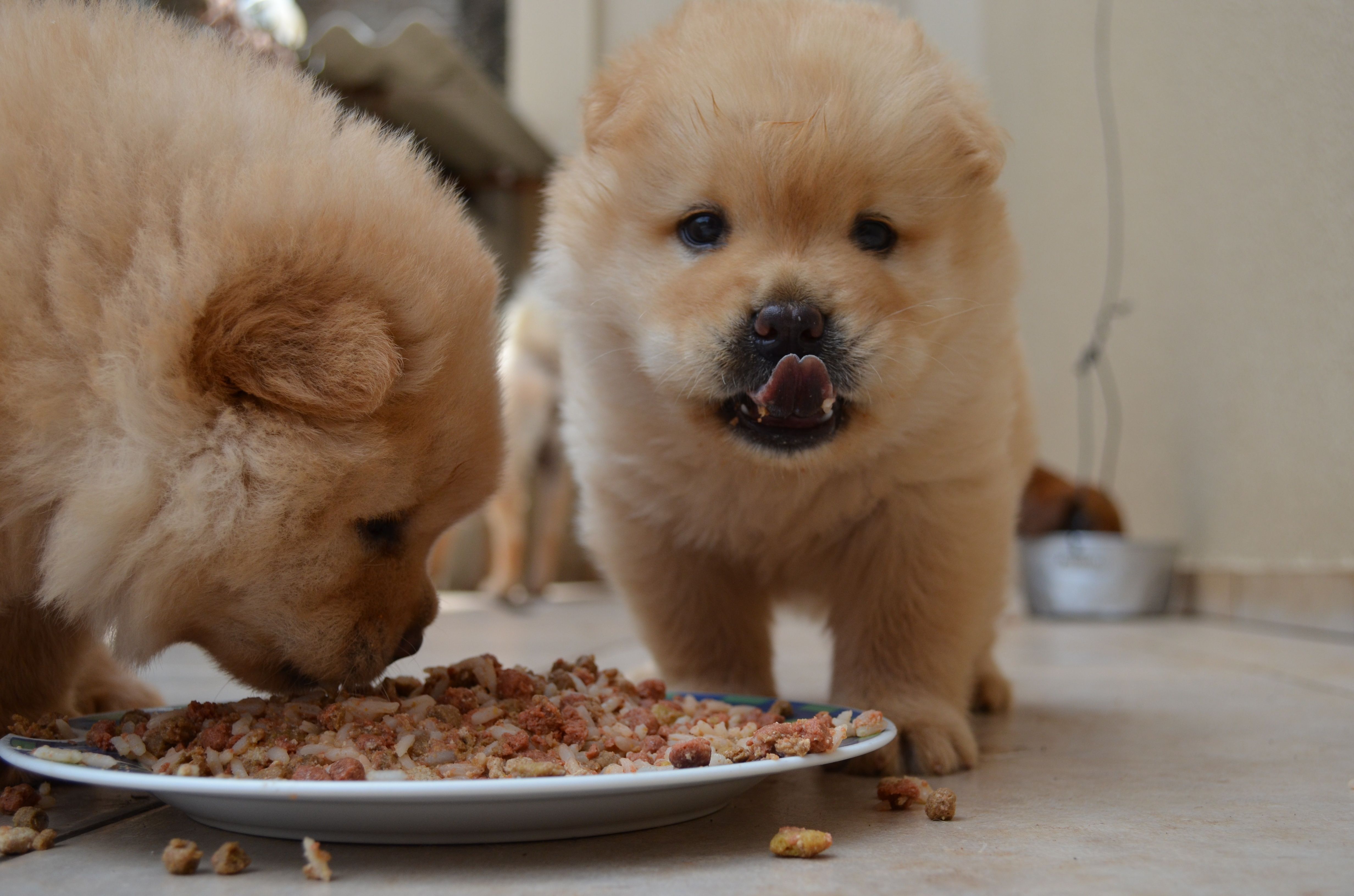 Are Chow Chows good with kids?