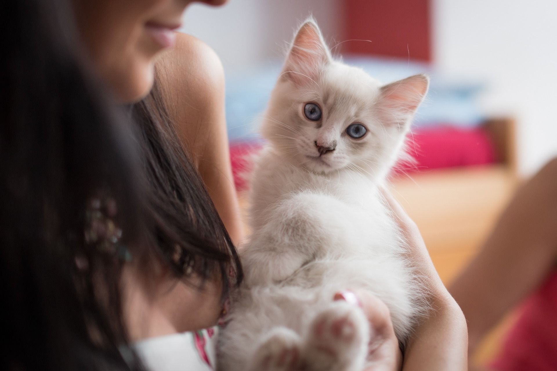 Are Ragdoll cats rare?