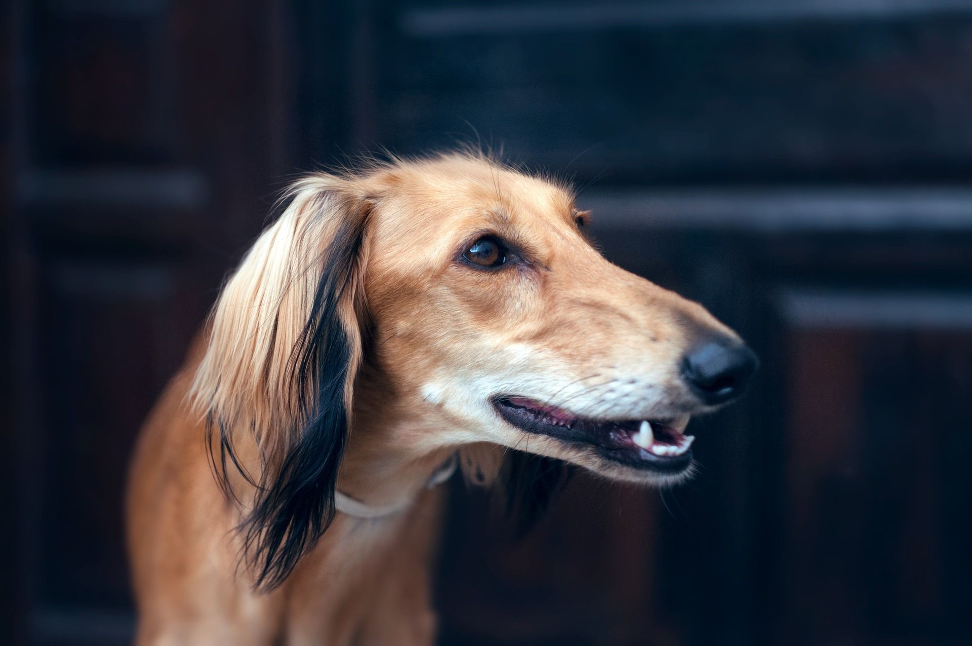 Are Salukis Good Apartment Dogs?