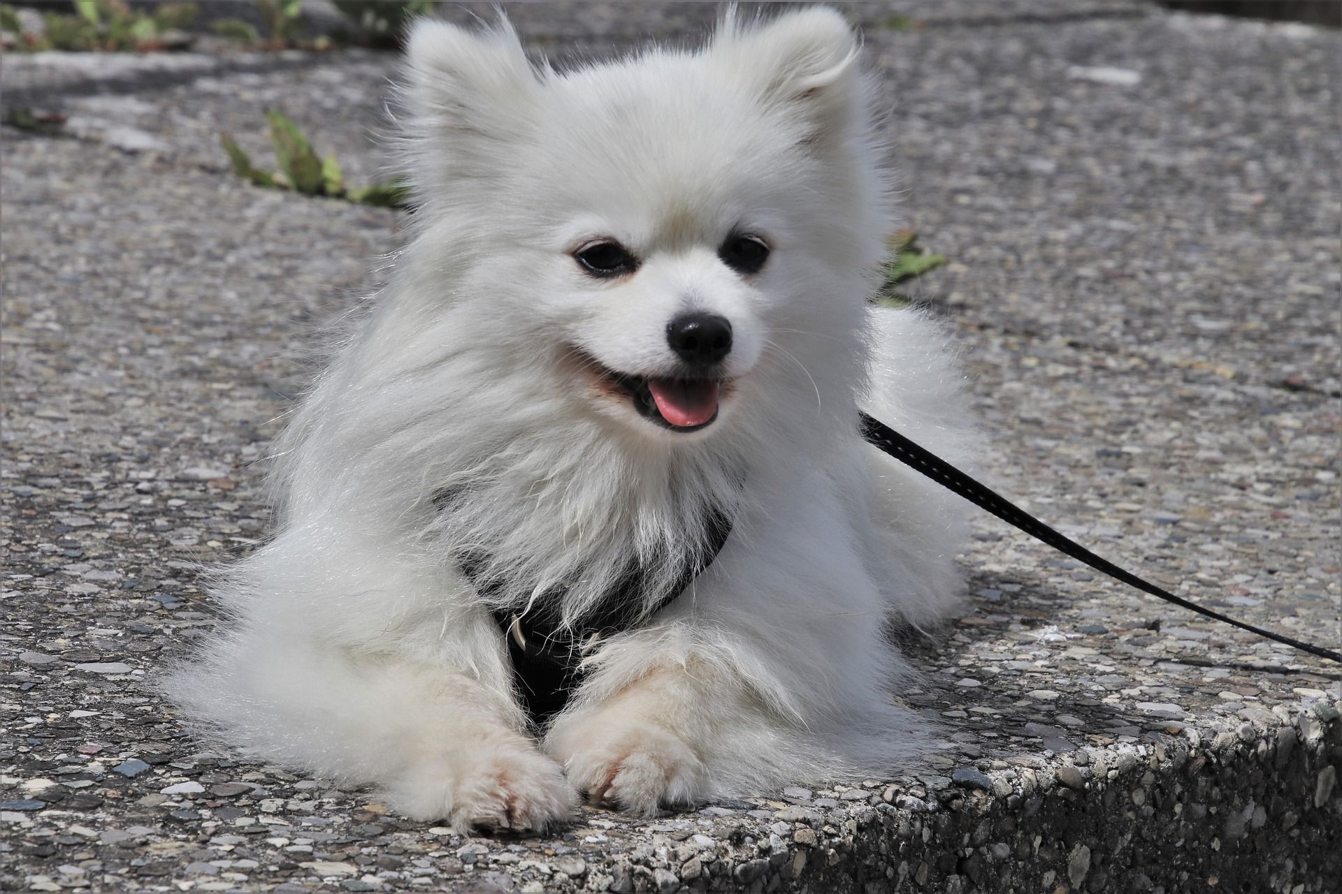 Are samoyeds easy to train? Tips for first-time owners