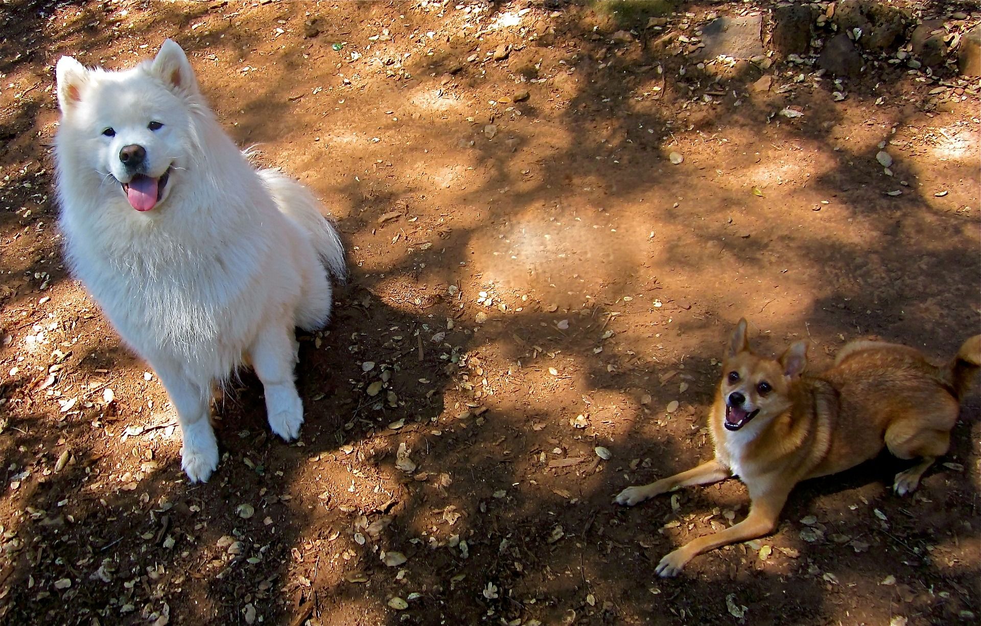 Are Samoyeds Herding Dogs like Border Collies? Are they Intelligent?