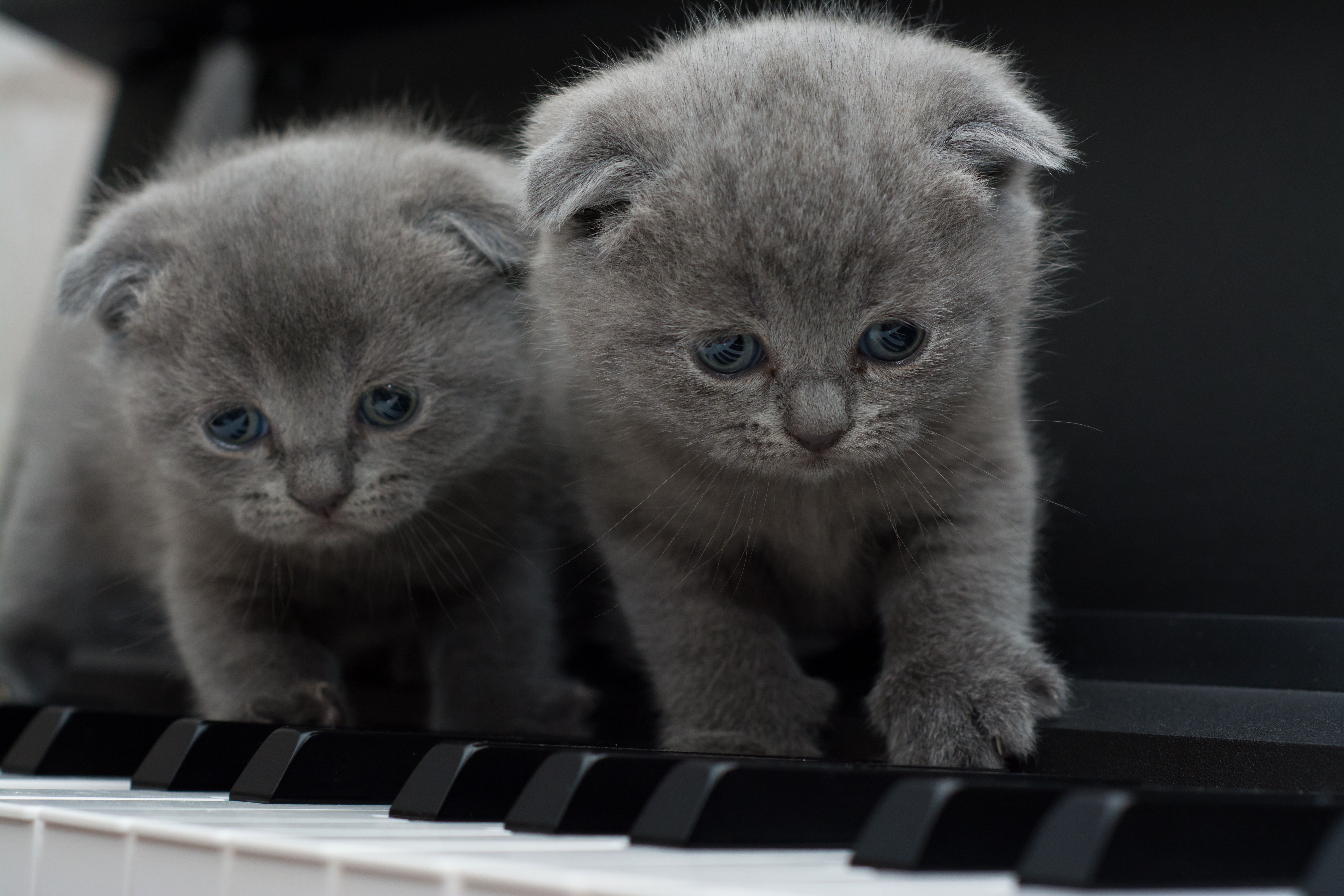 Are Scottish Folds expensive?