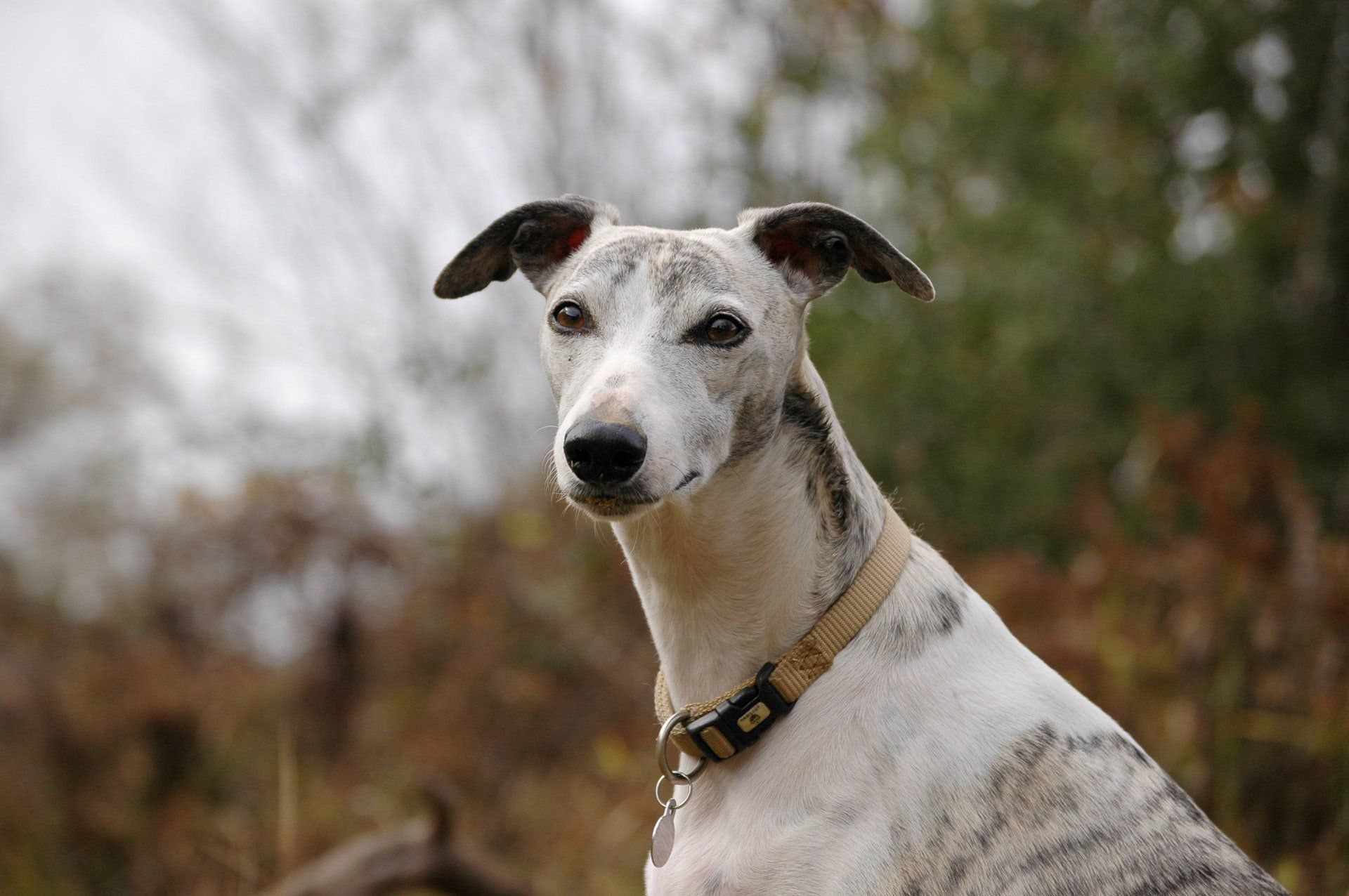 Are Whippets Aggressive