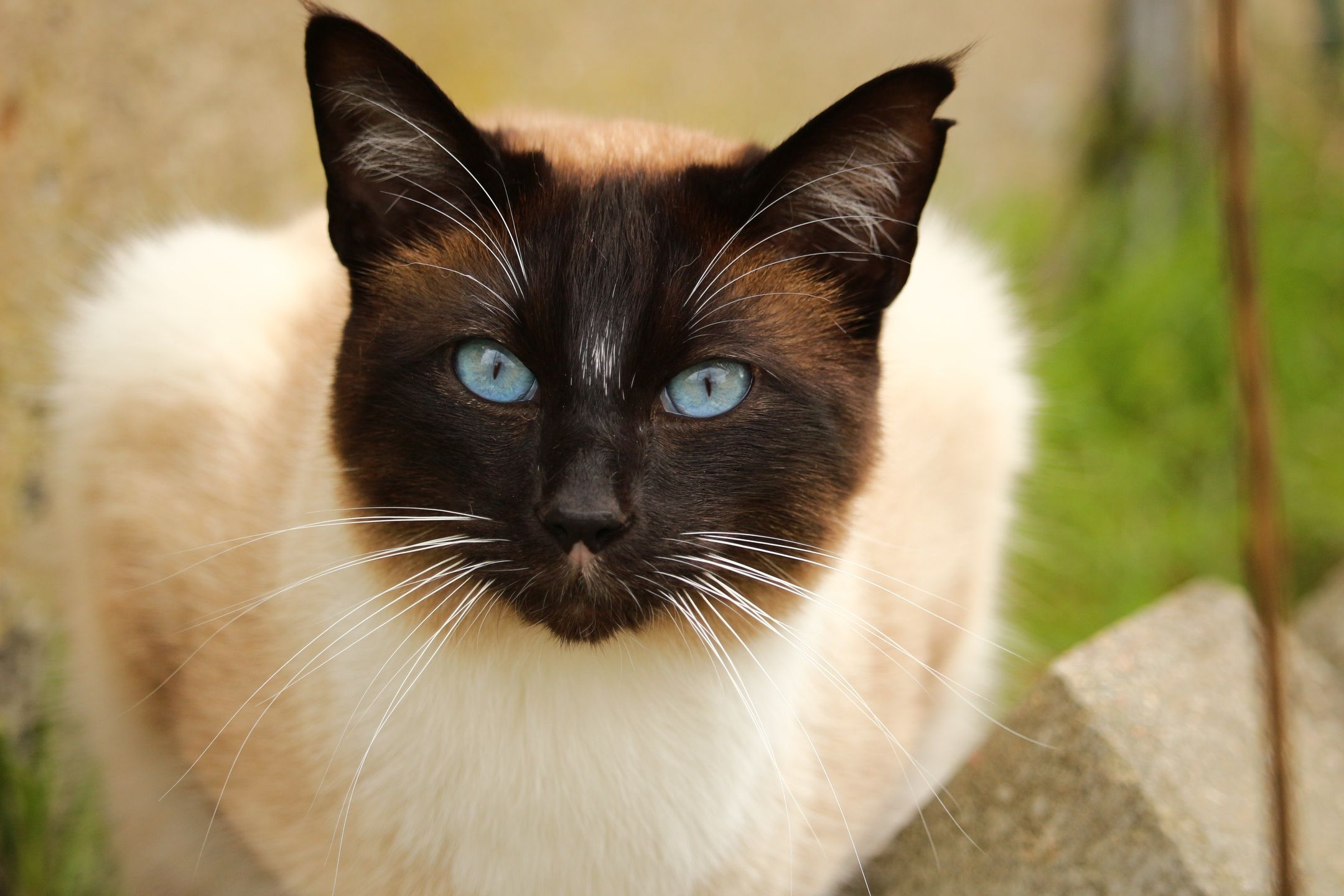 Do Balinese Cats Shed a Lot