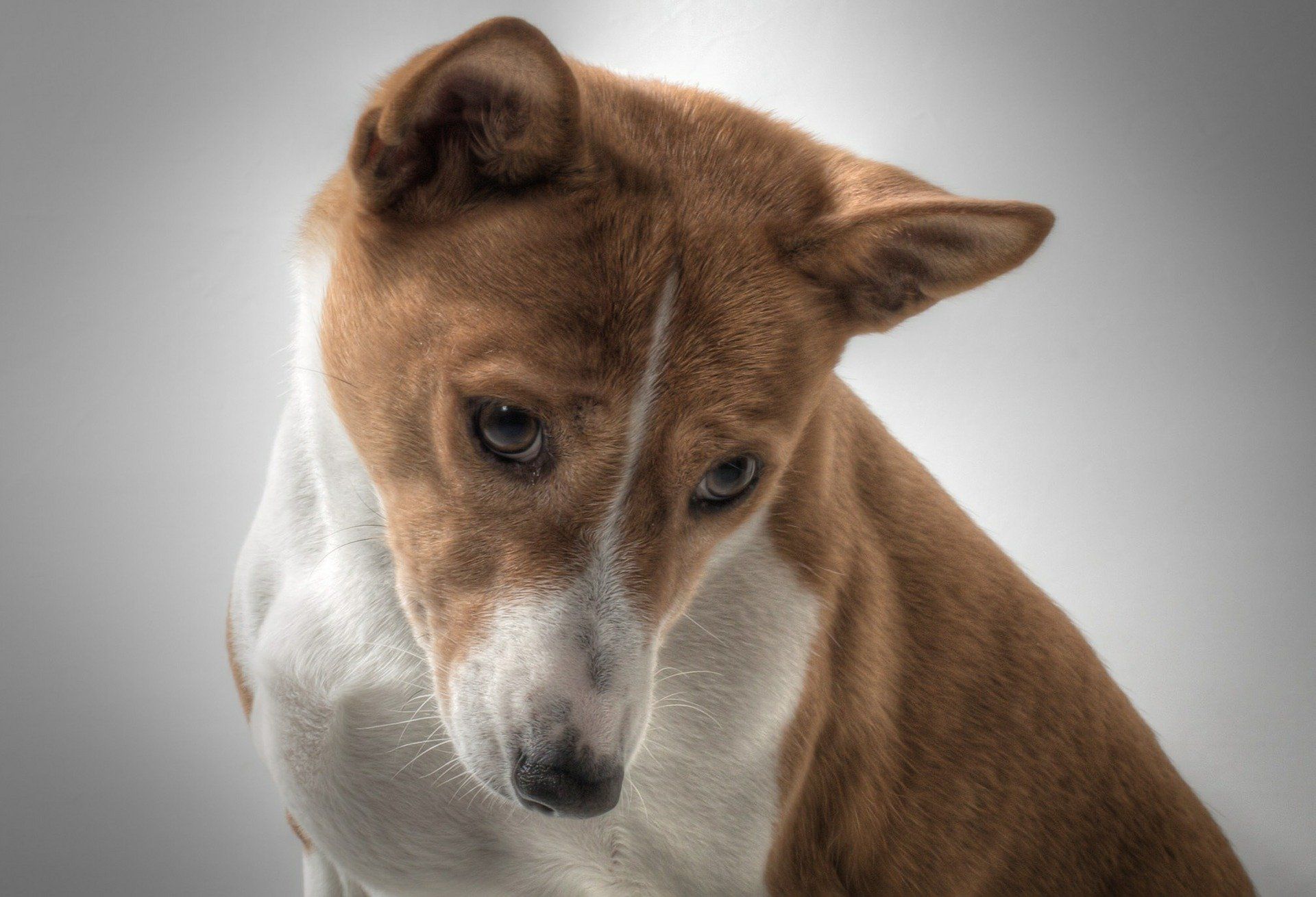 Do Basenjis Like Water