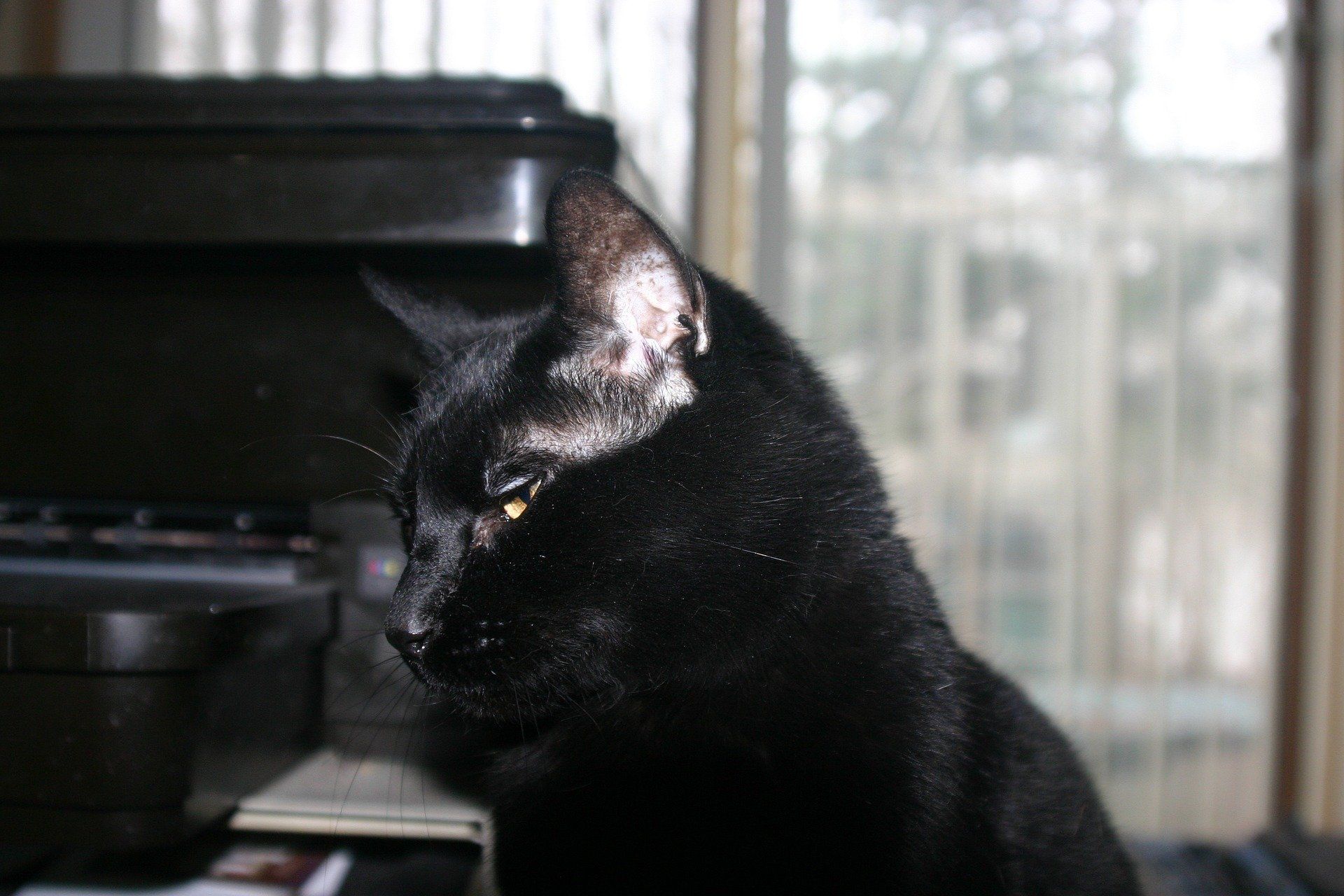 Do Bombay Cats Meow a Lot?