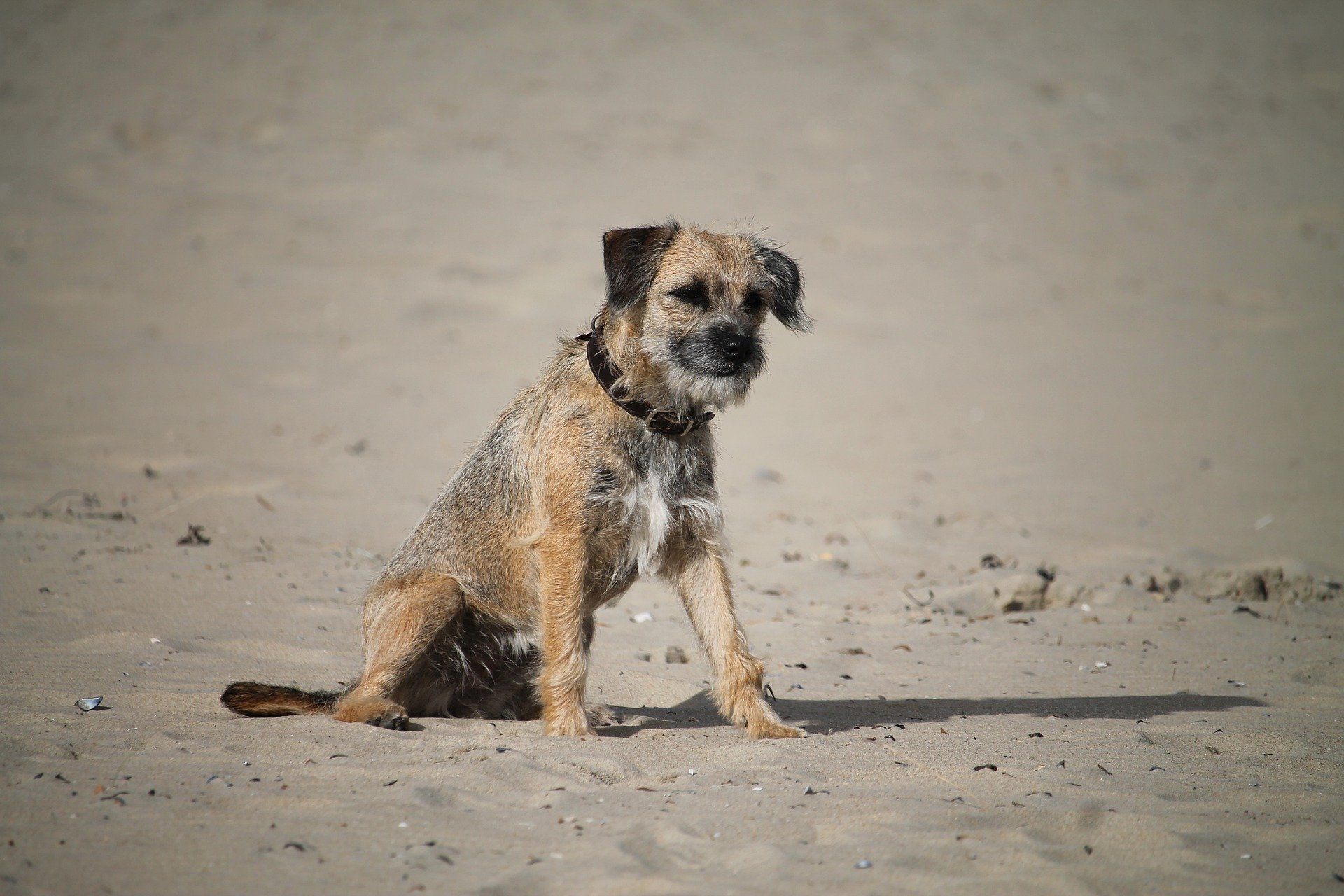 Are Border Terriers aggressive