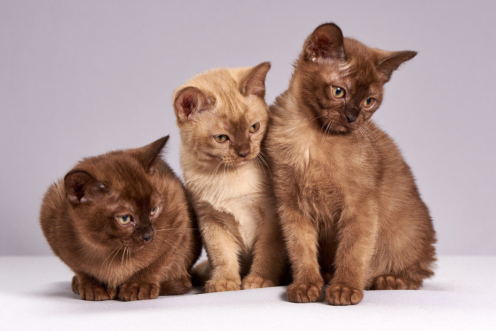 Do Burmese Cats Meow a Lot
