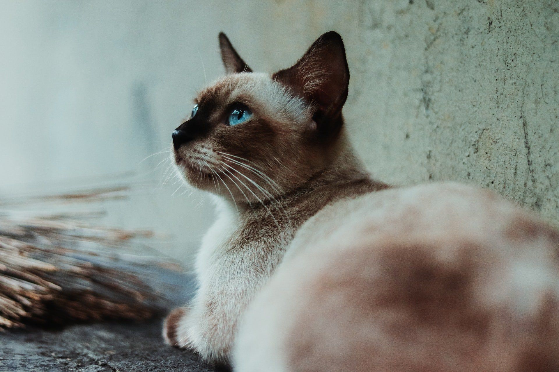 Can You Let Burmese Cats Outside