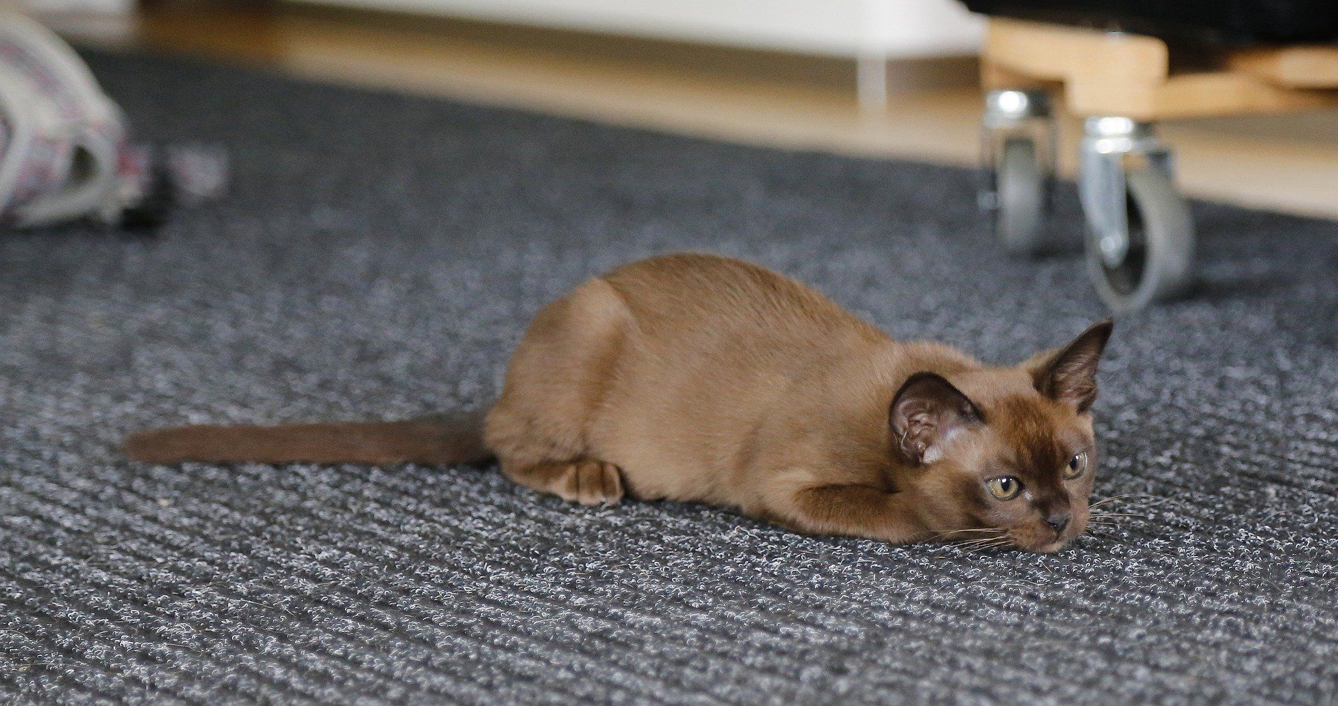 Can Burmese Cats Jump High