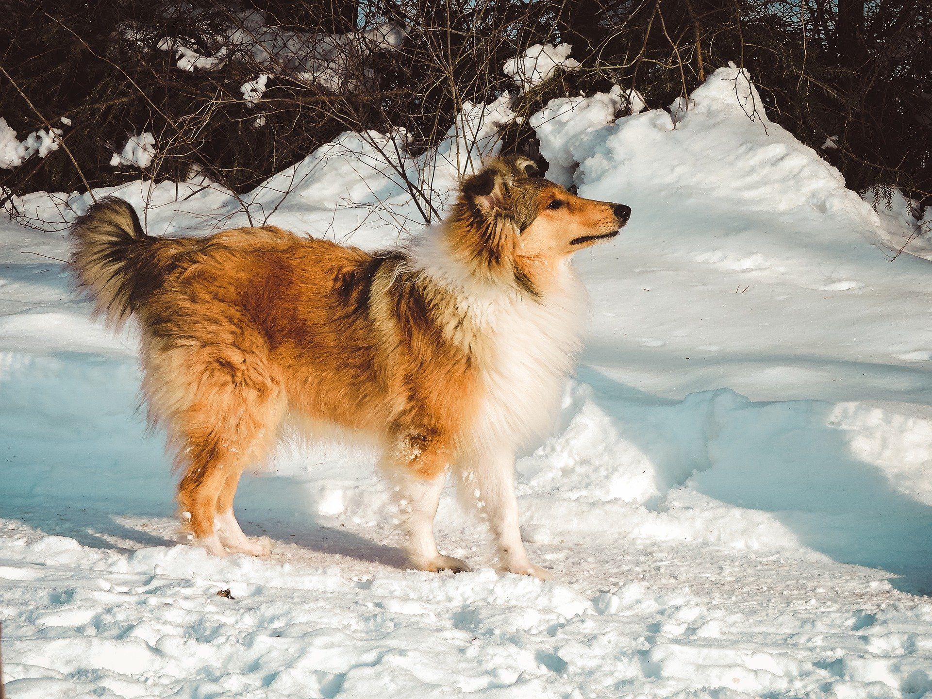 Can Rough Collies Tolerate Cold Weather