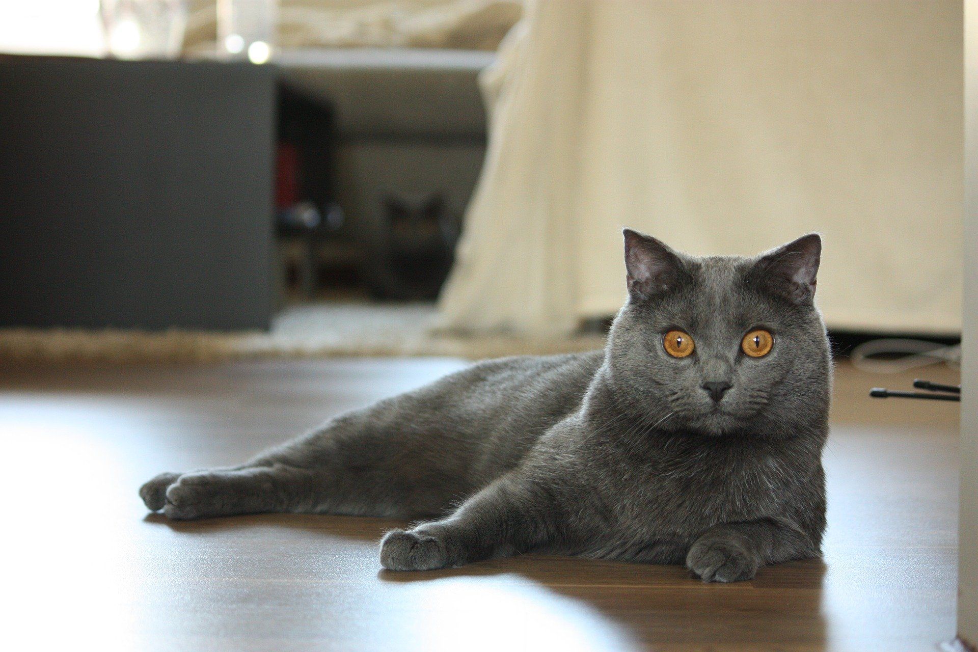Are Chartreux Cats Affectionate