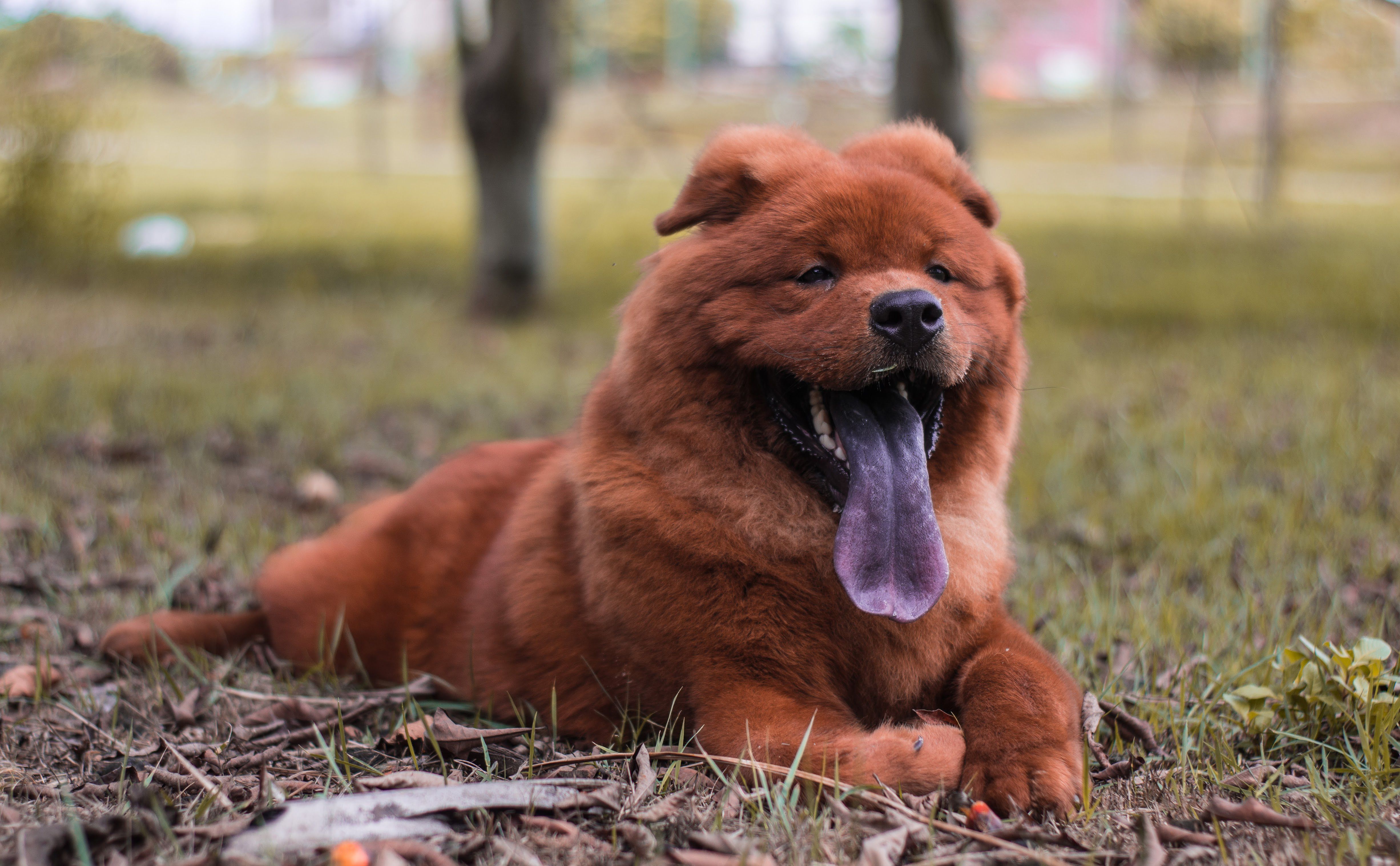 Chow Chows
