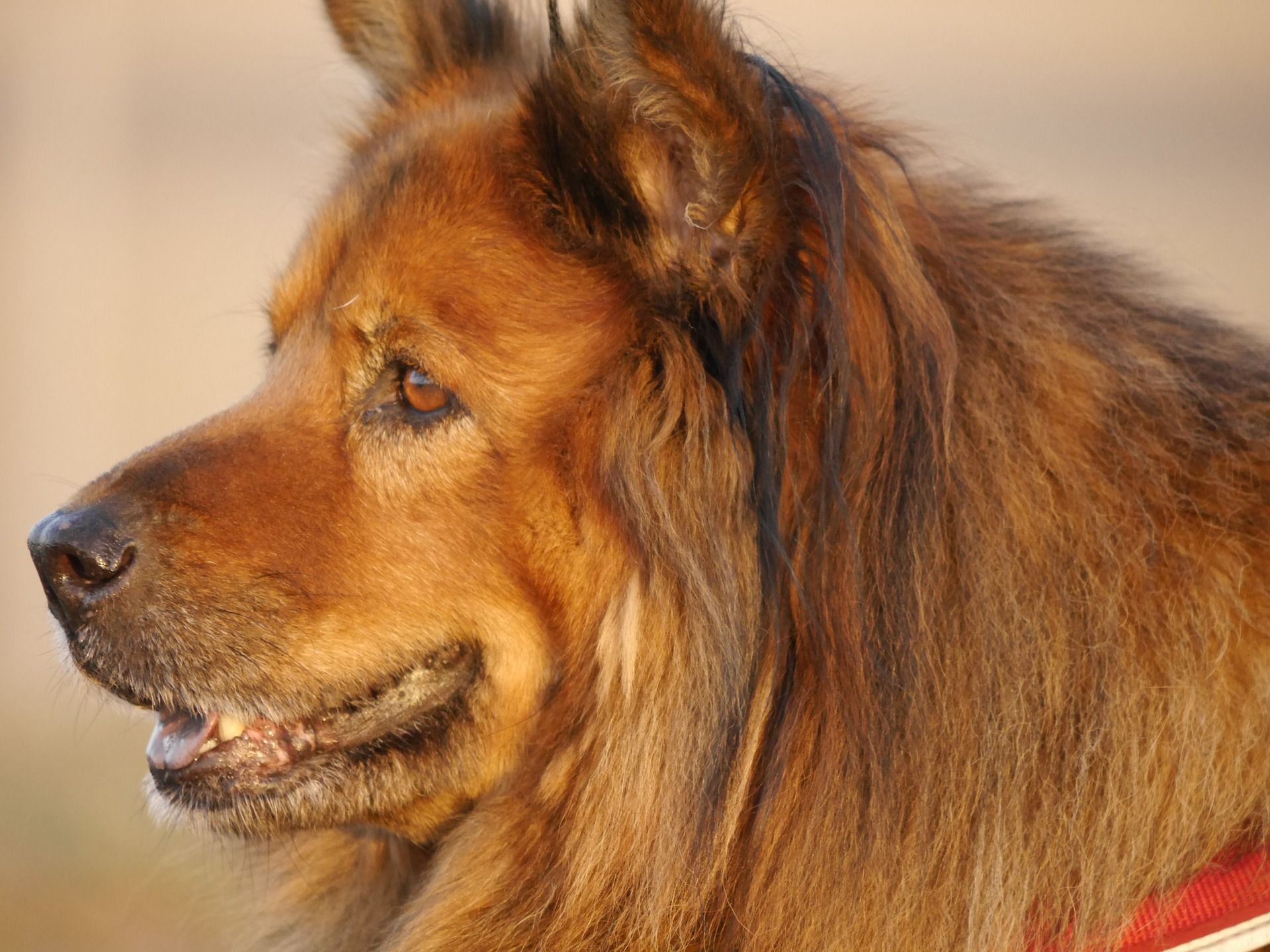 Do Chow Chows Bark a Lot