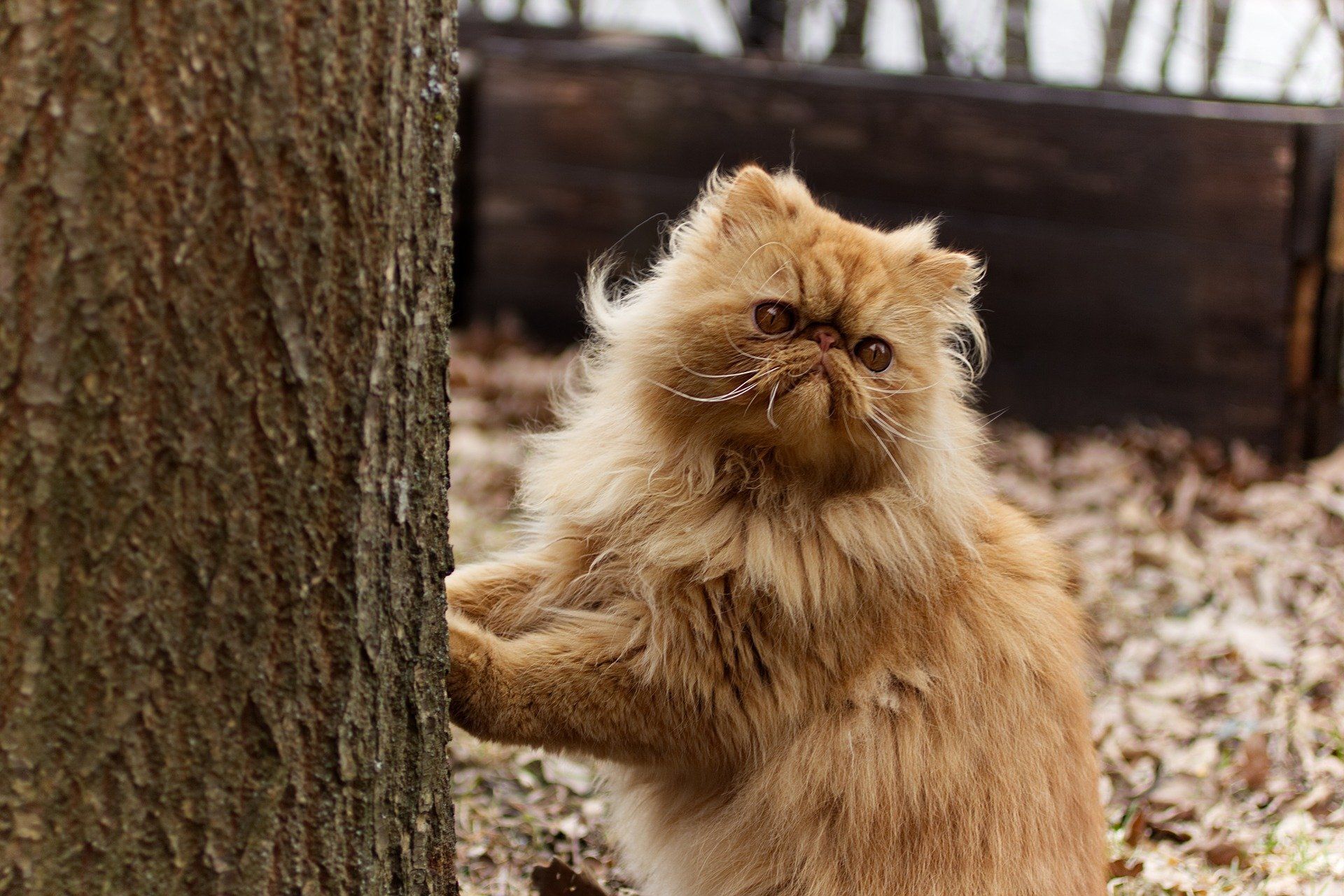 Do Persian Cats Shed a Lot