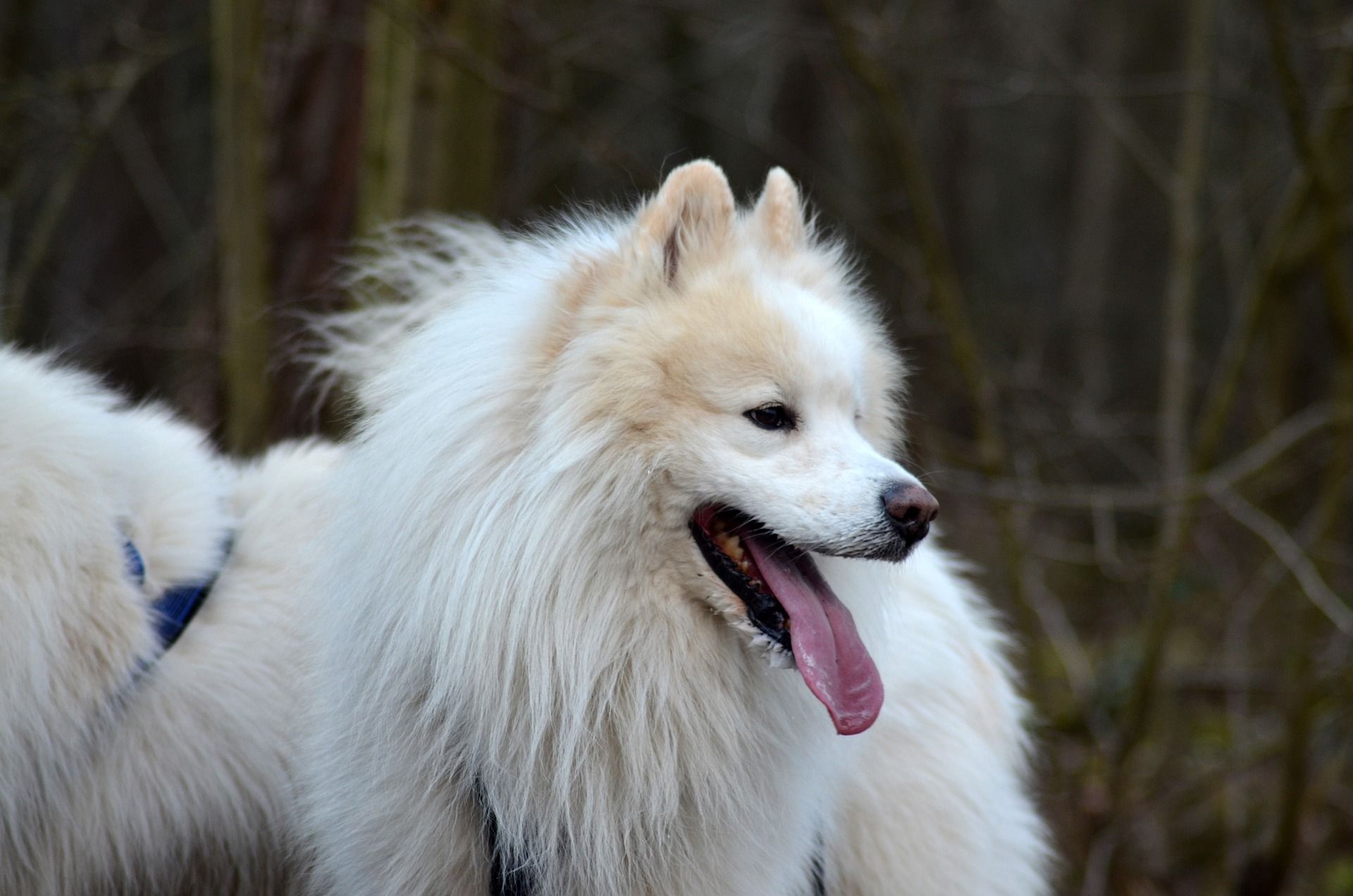 Do Samoyeds drool?