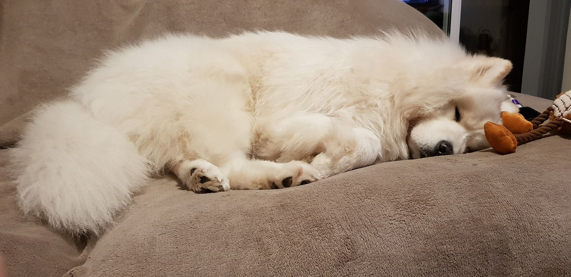 Do Samoyeds shed a lot?