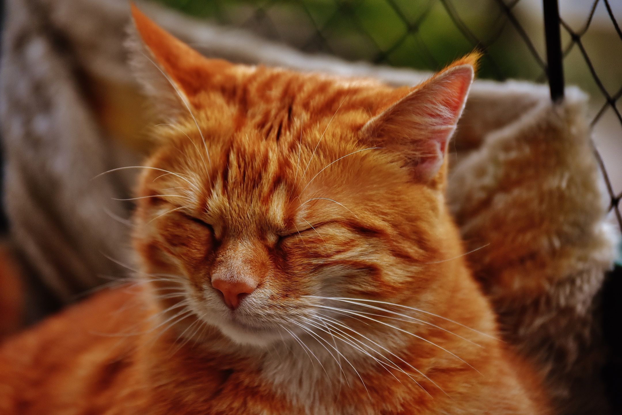 Are Somali Cats Affectionate