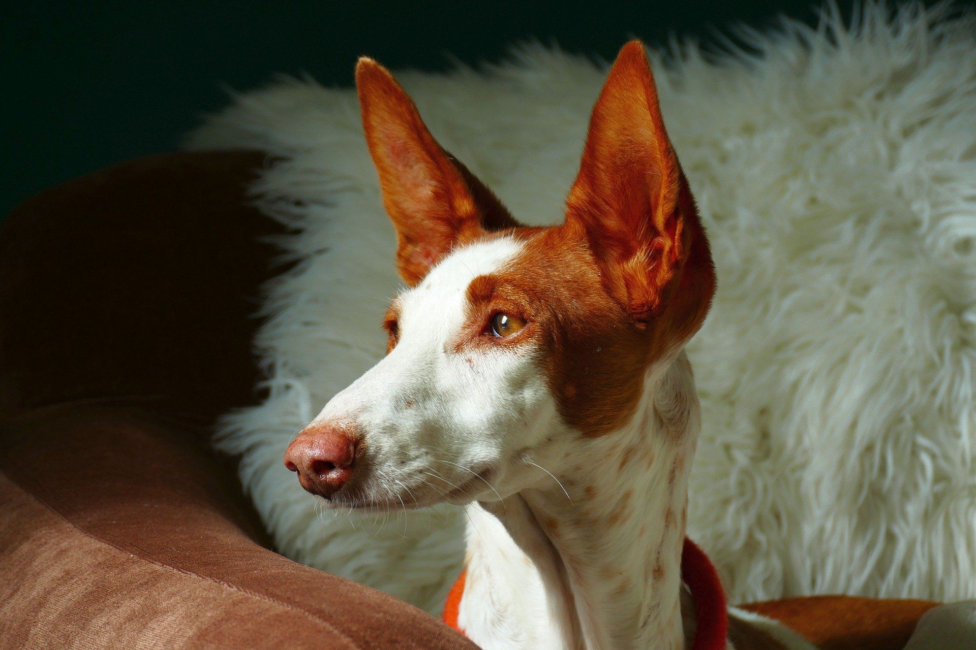 Do Ibizan Hounds Shed a Lot