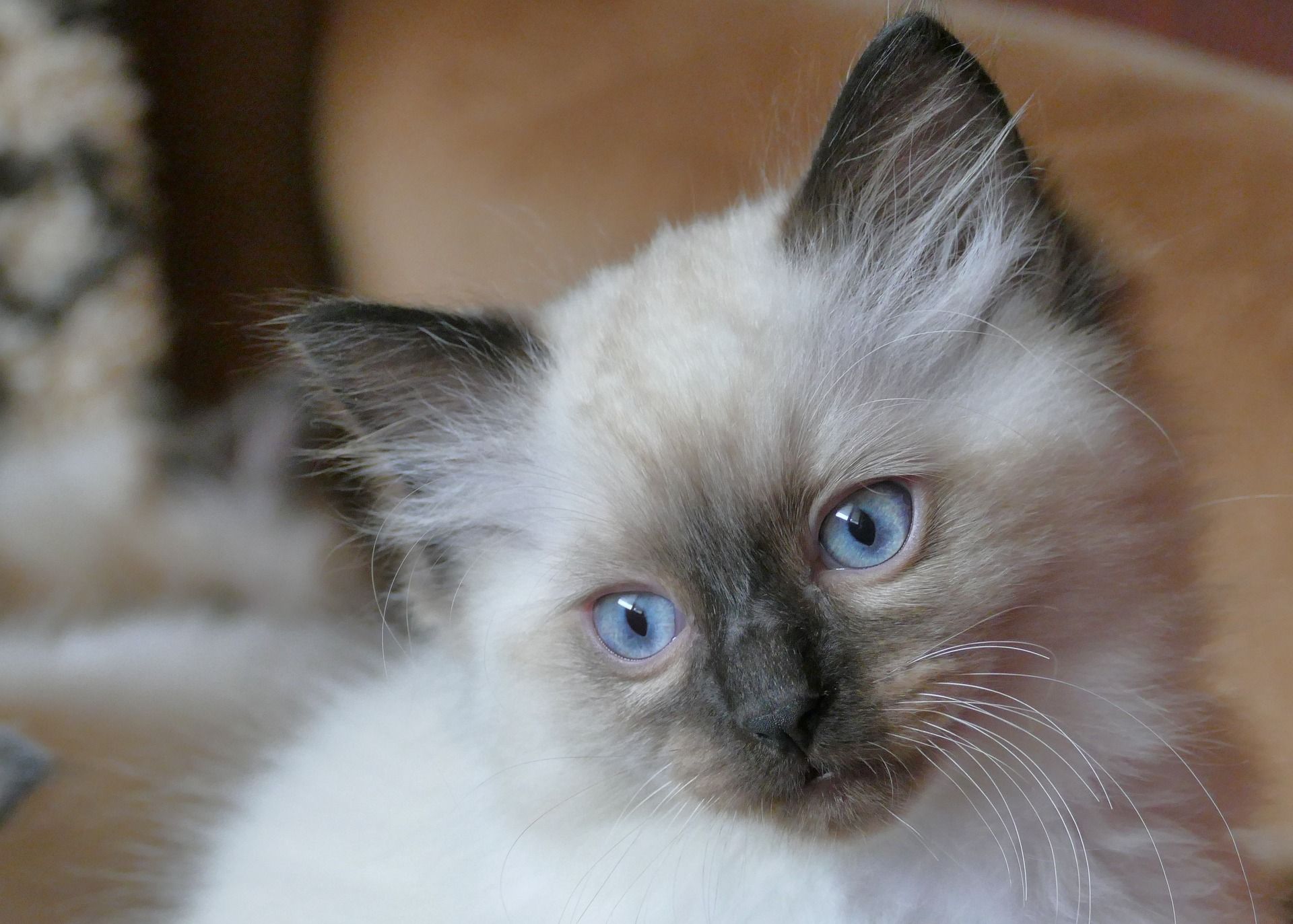 Is a Ragdoll cat high maintenance?