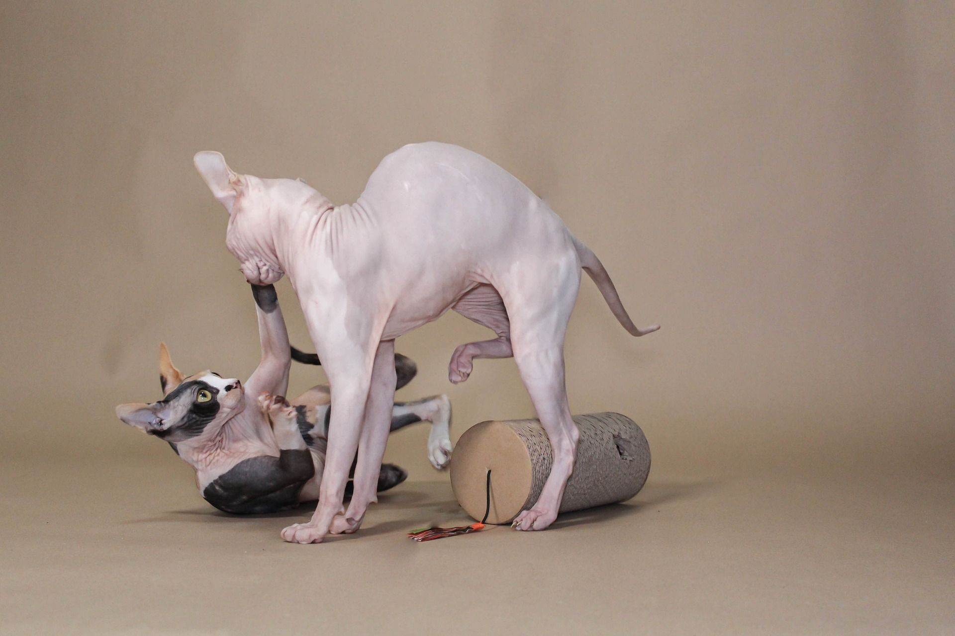 Is a Sphynx cat expensive?