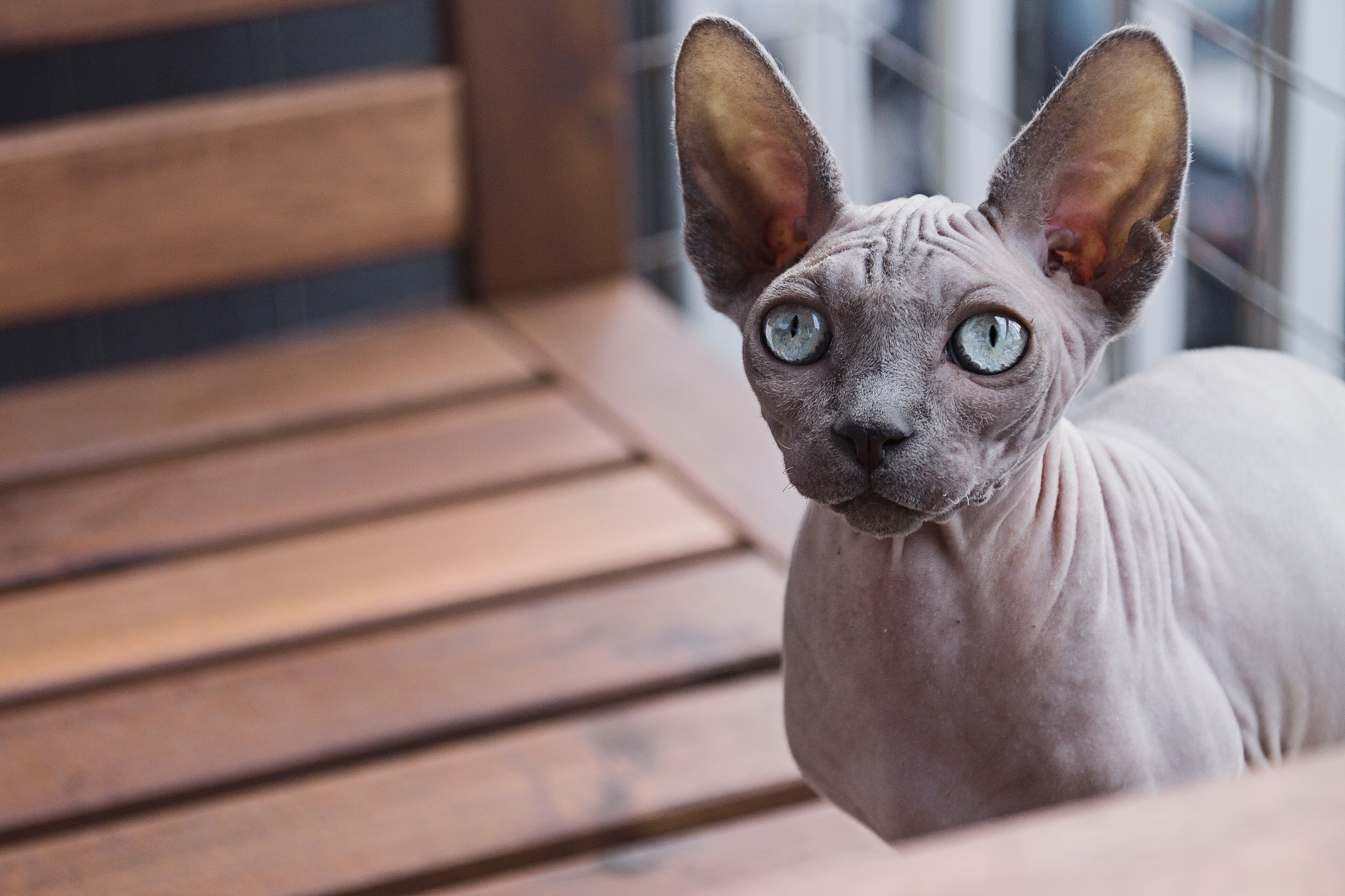 Is a Sphynx Cat Good for Allergies?—Is it Hypoallergenic?