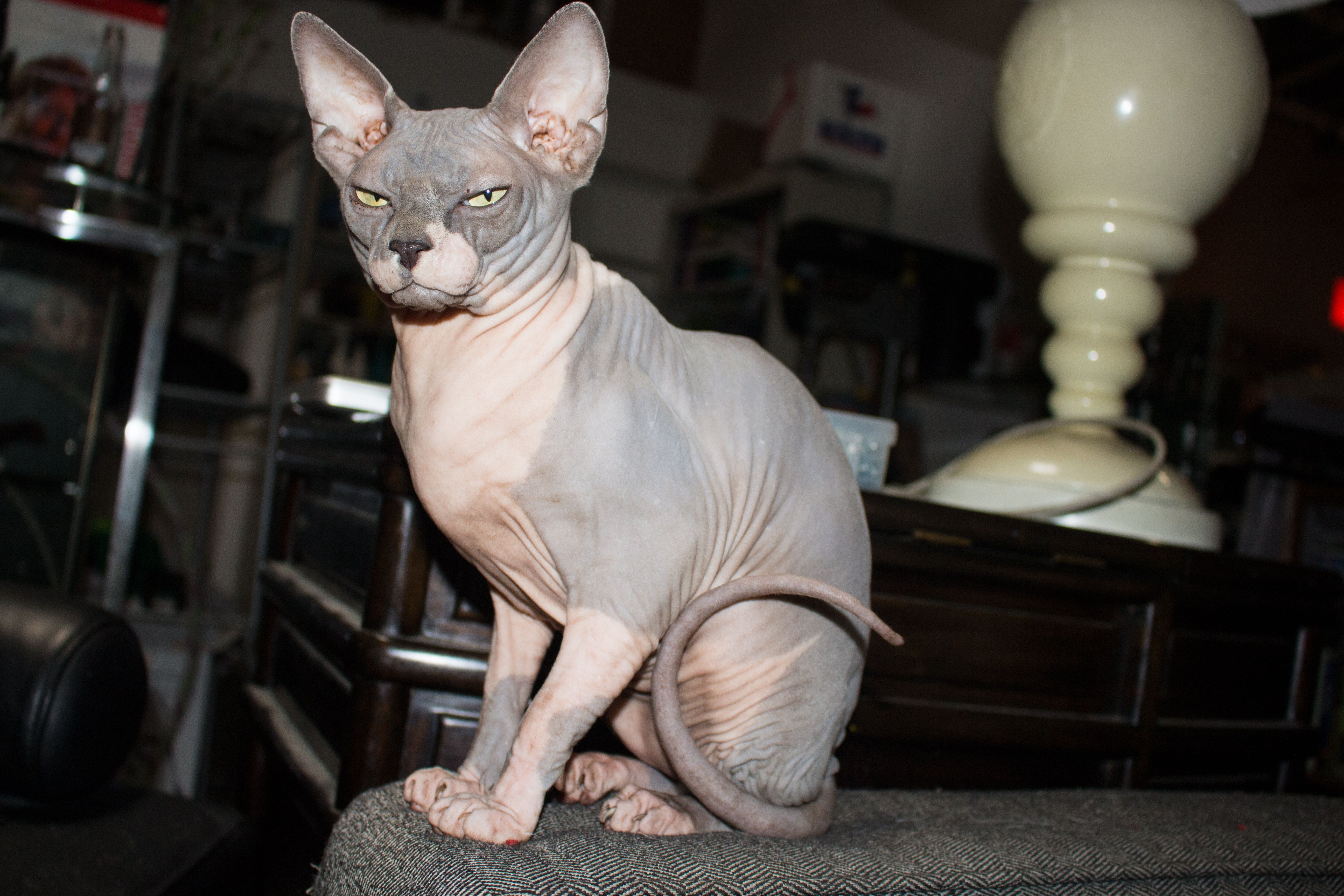 Is a Sphynx cat high maintenance?