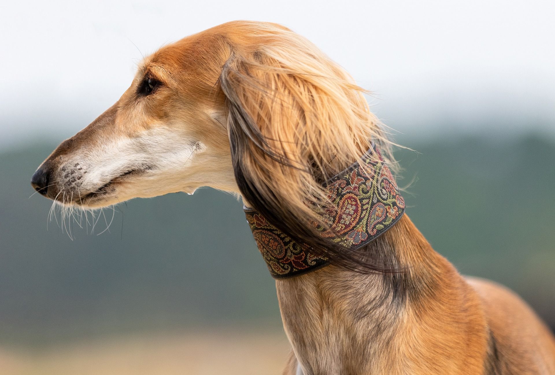 Is saluki a good family dog