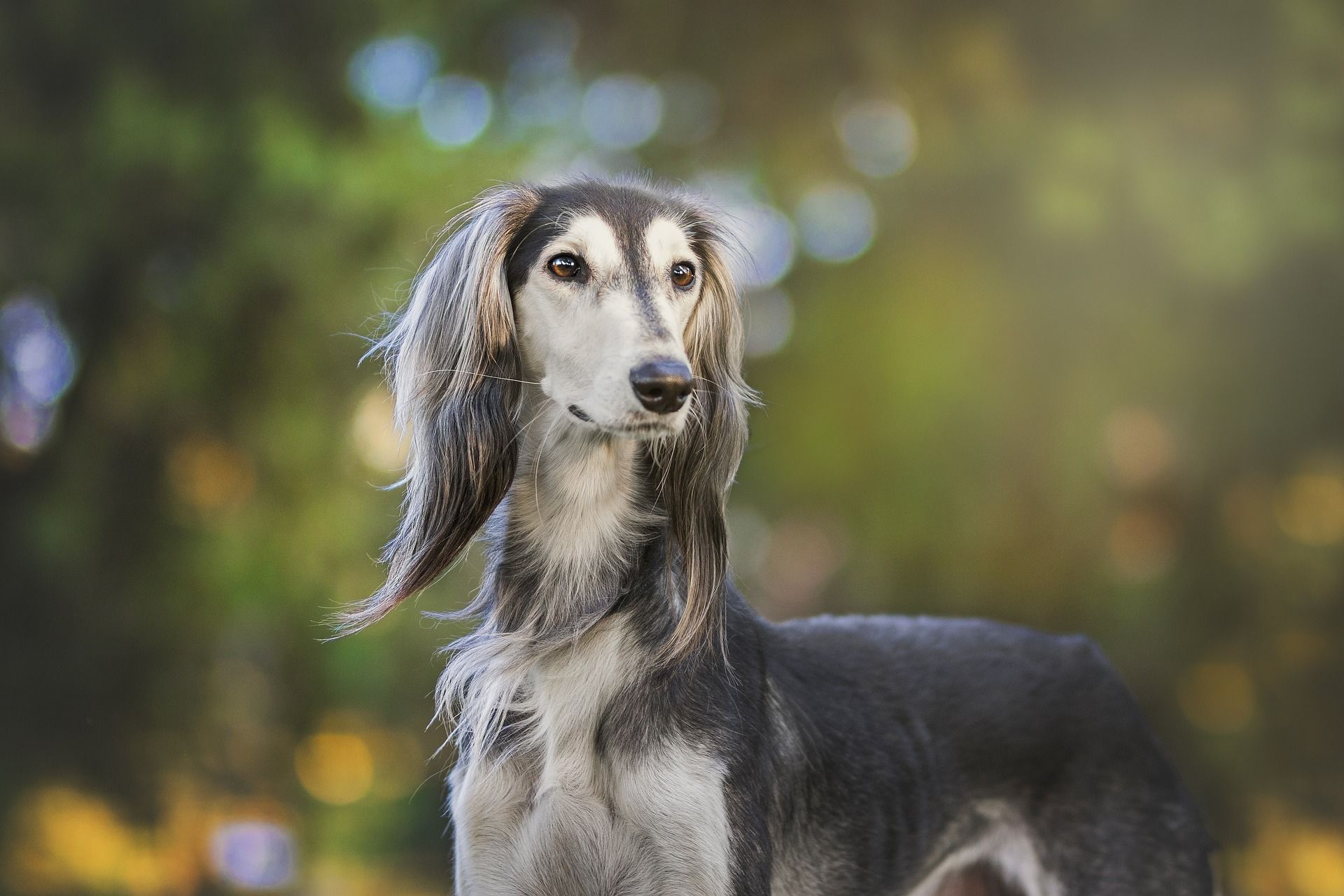 Is Saluki a good guard dog?
