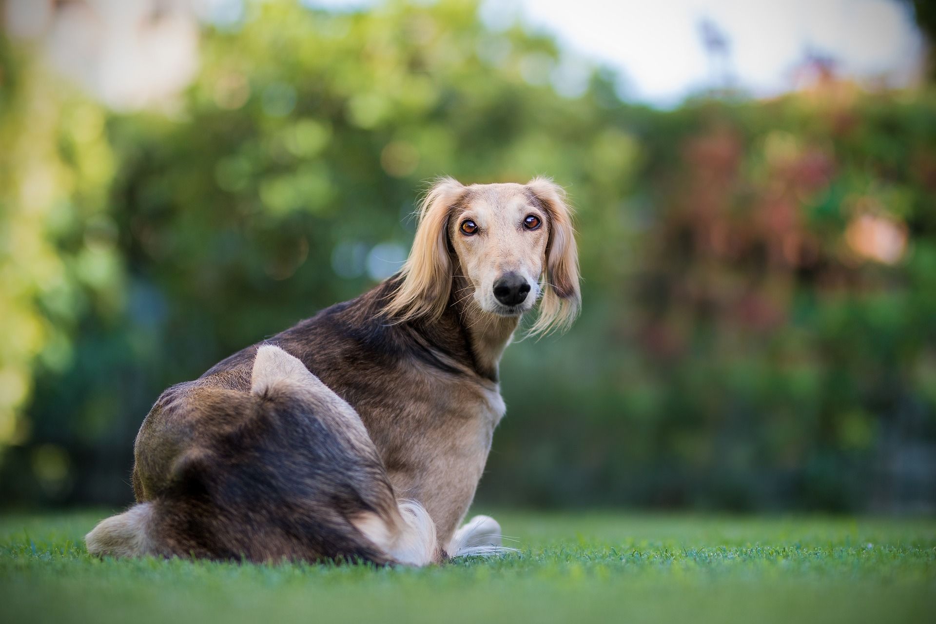 Is Saluki a large breed?