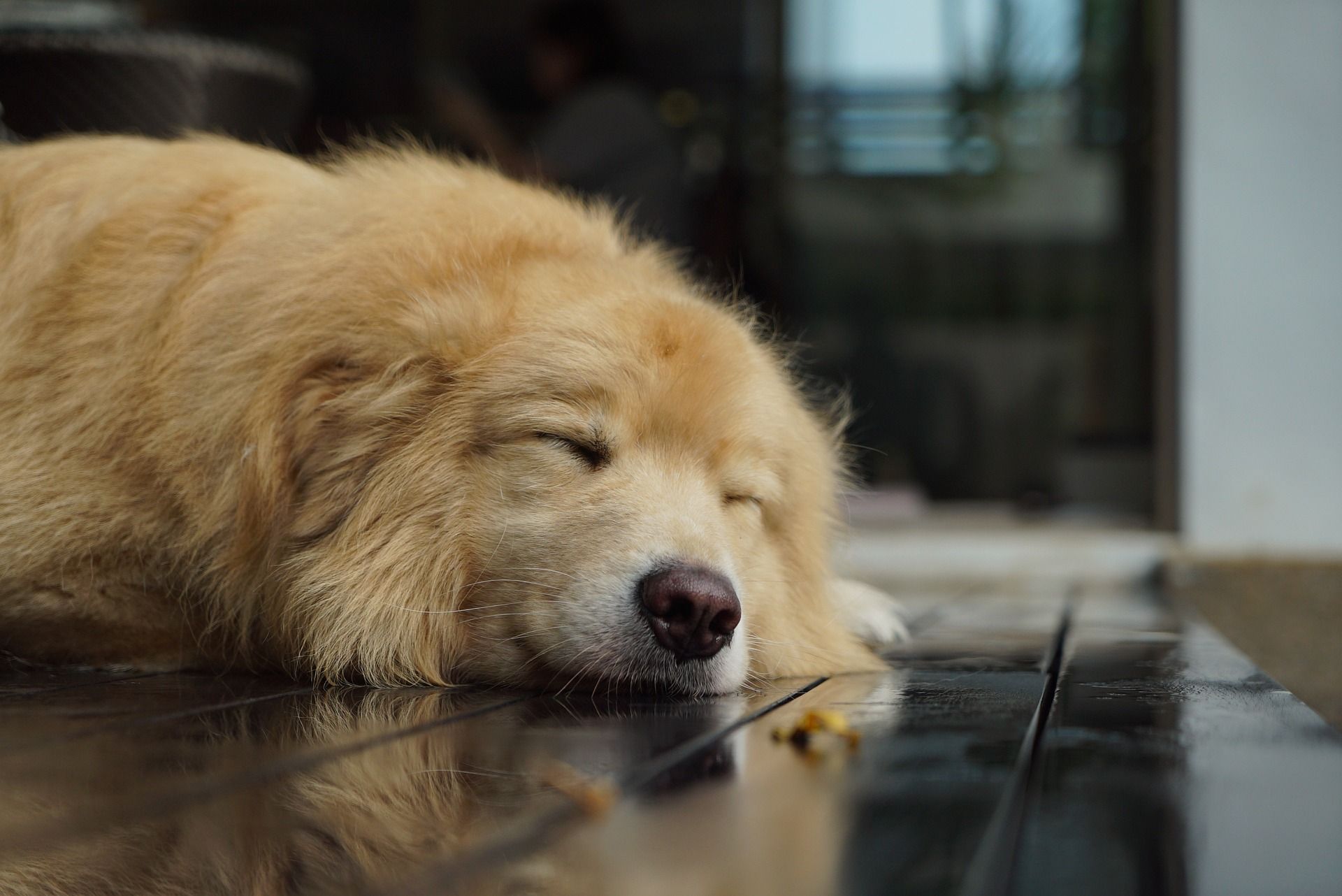 Is samoyed a good family dog