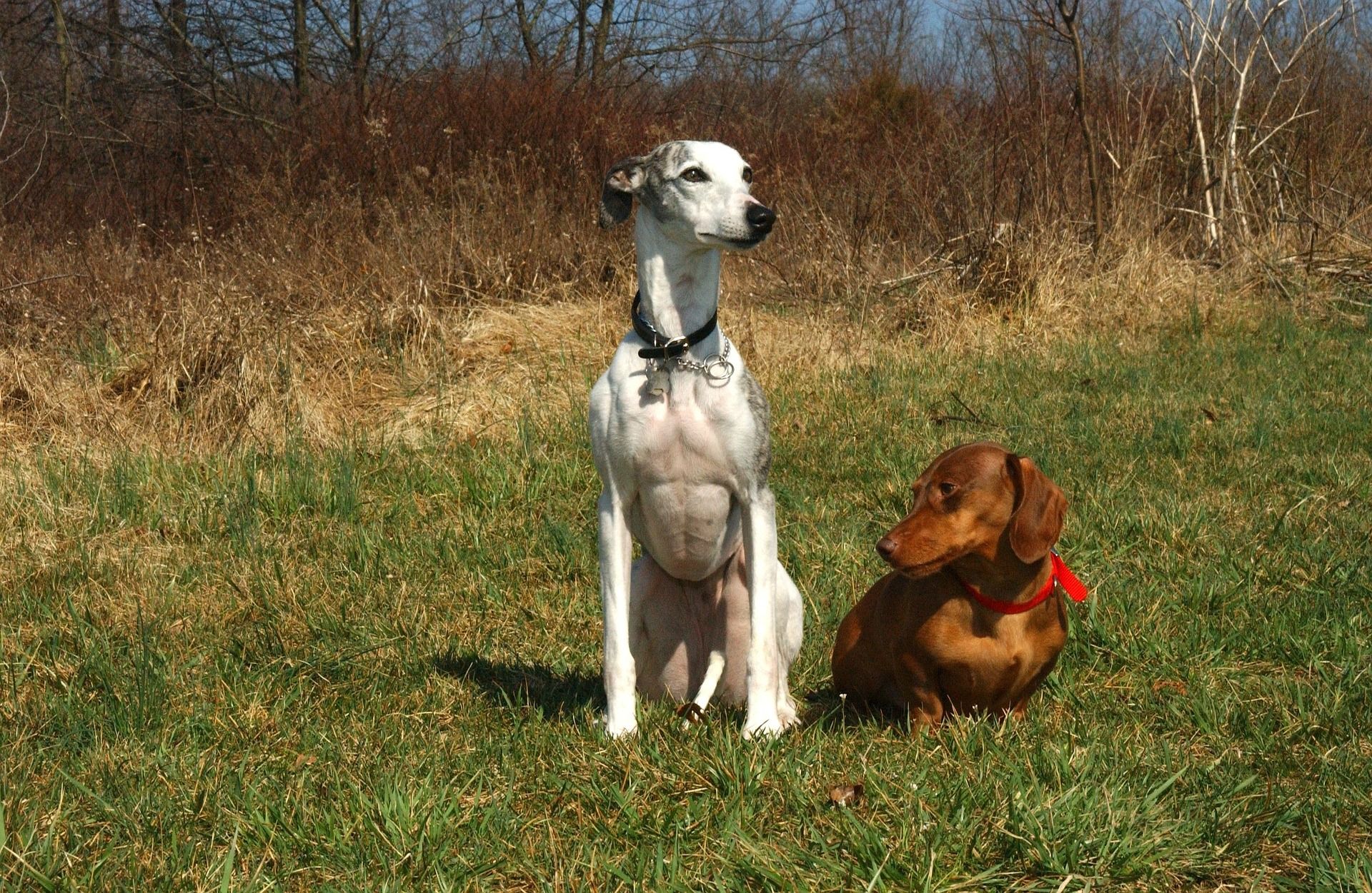 Is whippet a good family dog