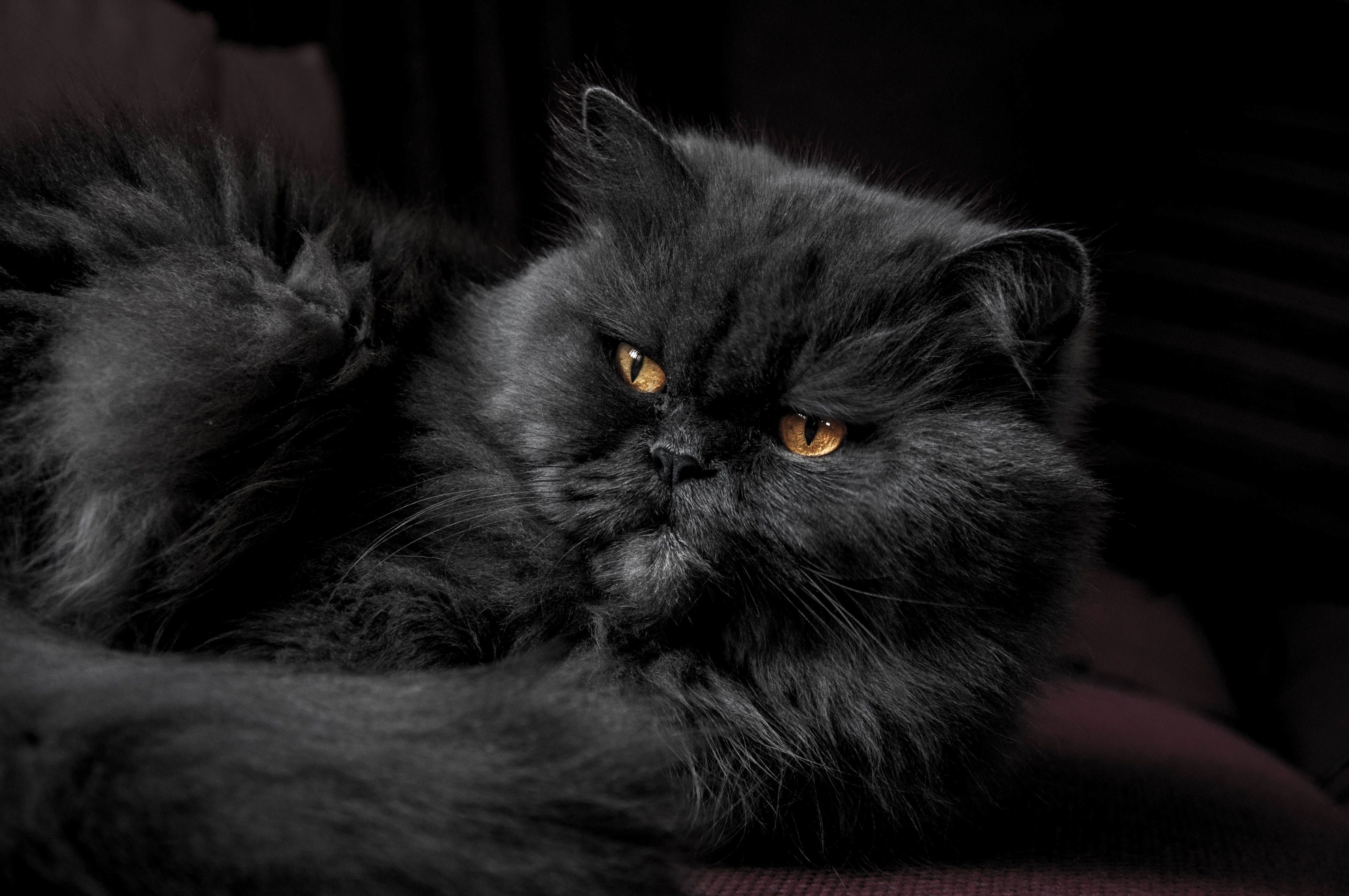 Persian Cats