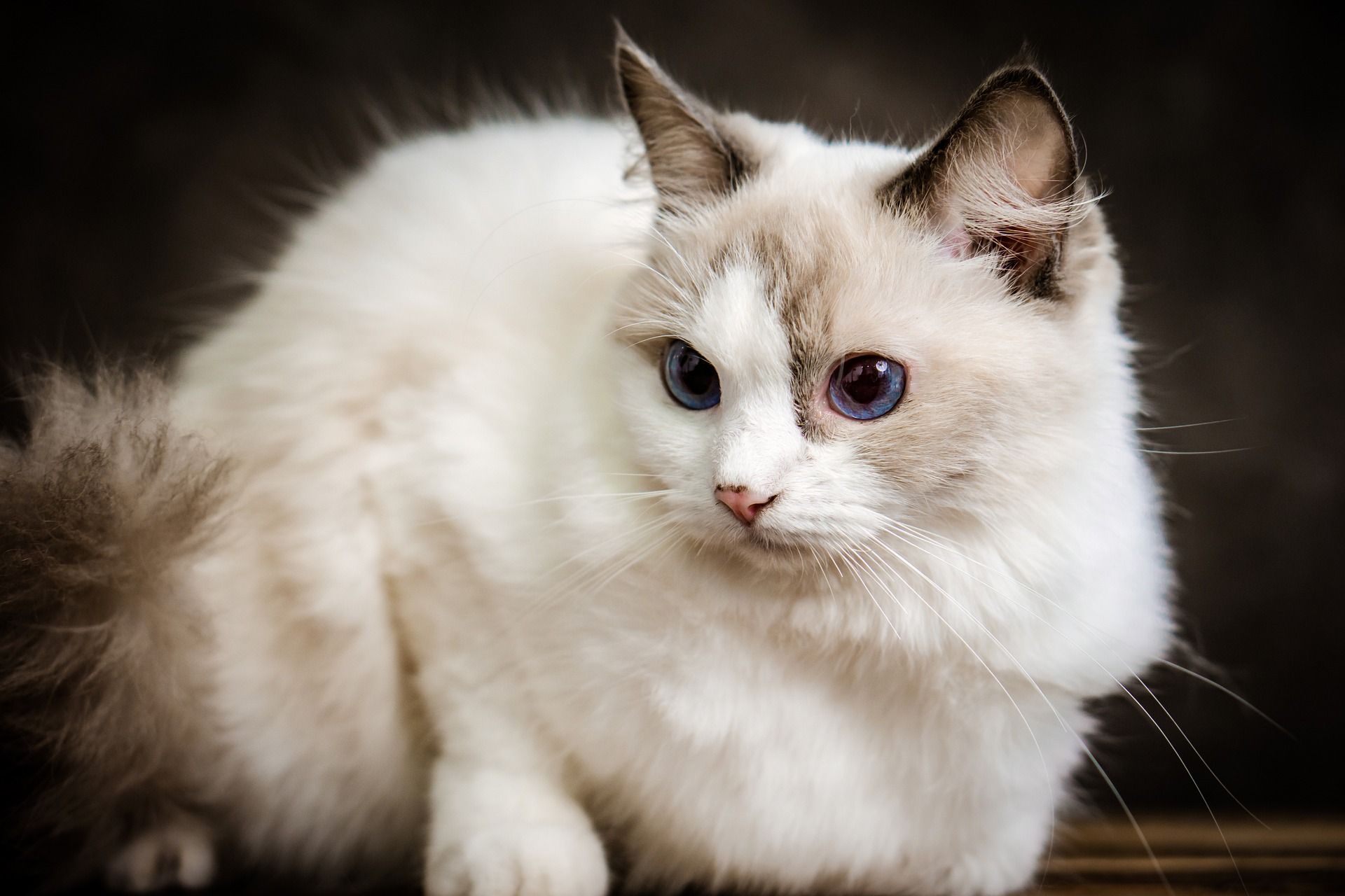 Ragdoll Cats
