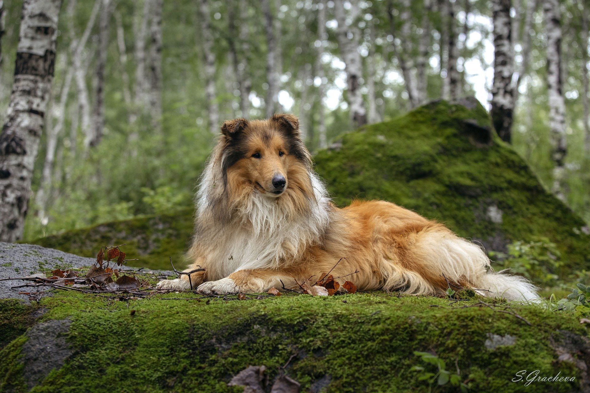 Can Rough Collies Be Left Alone