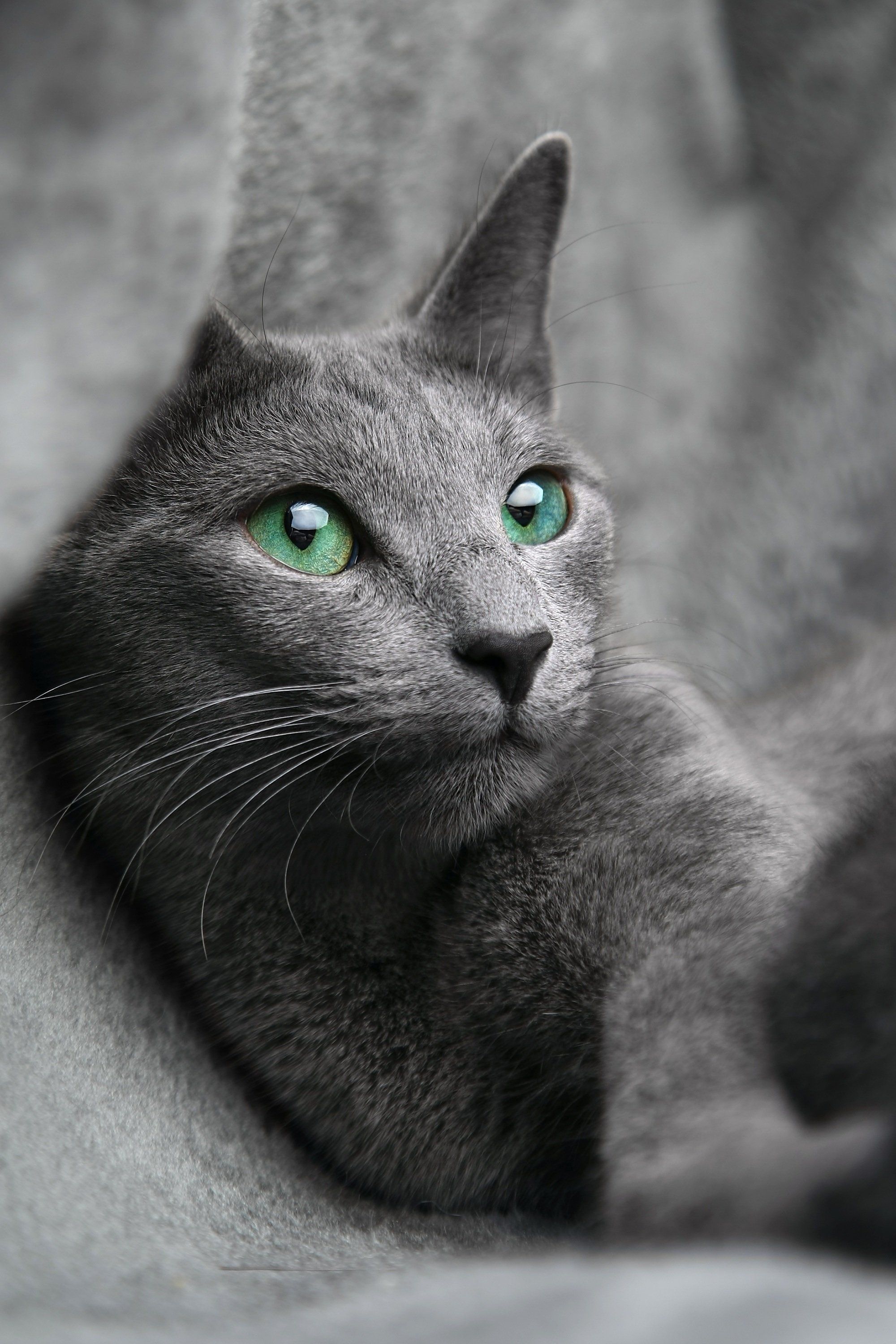 Do Russian Blue Cats Meow a Lot