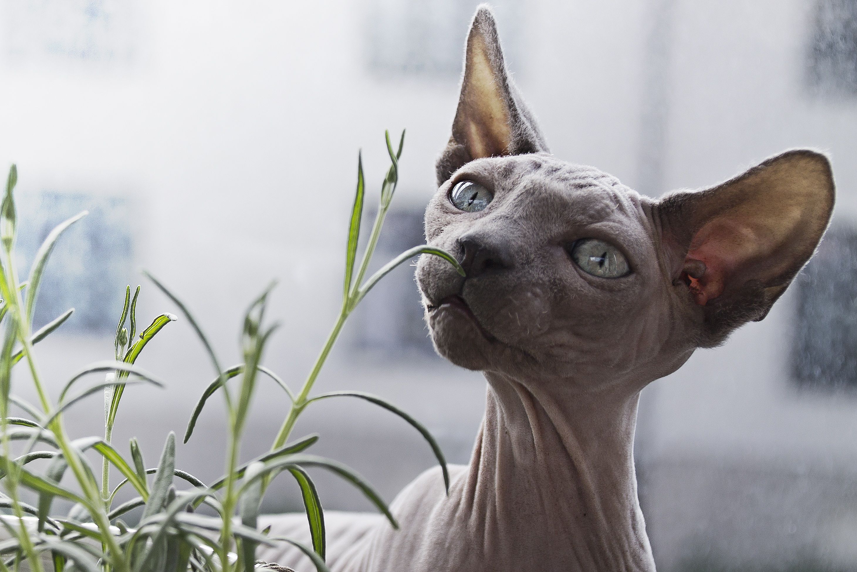 Sphynx Cats