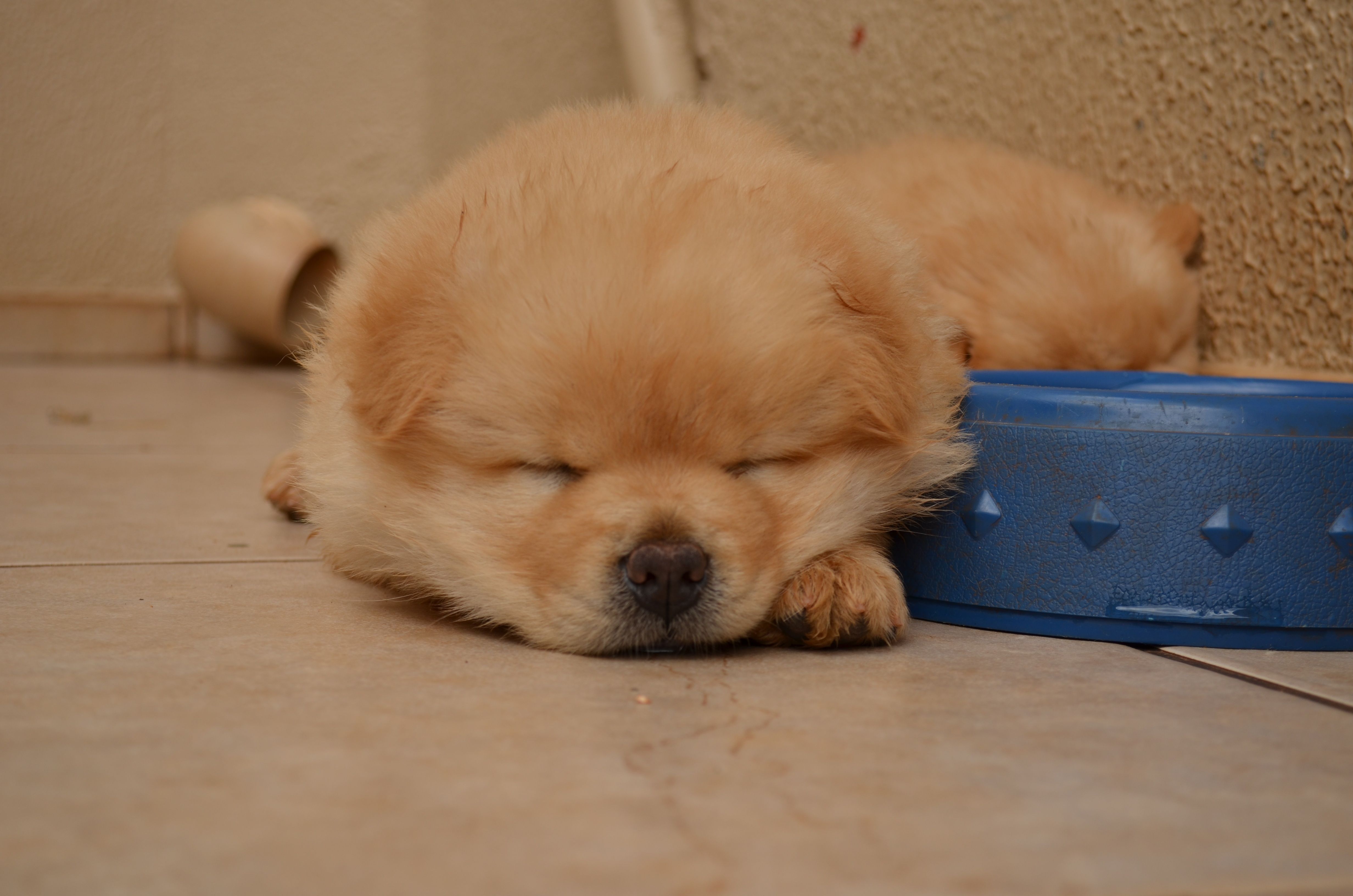 When do Chow Chows shed?