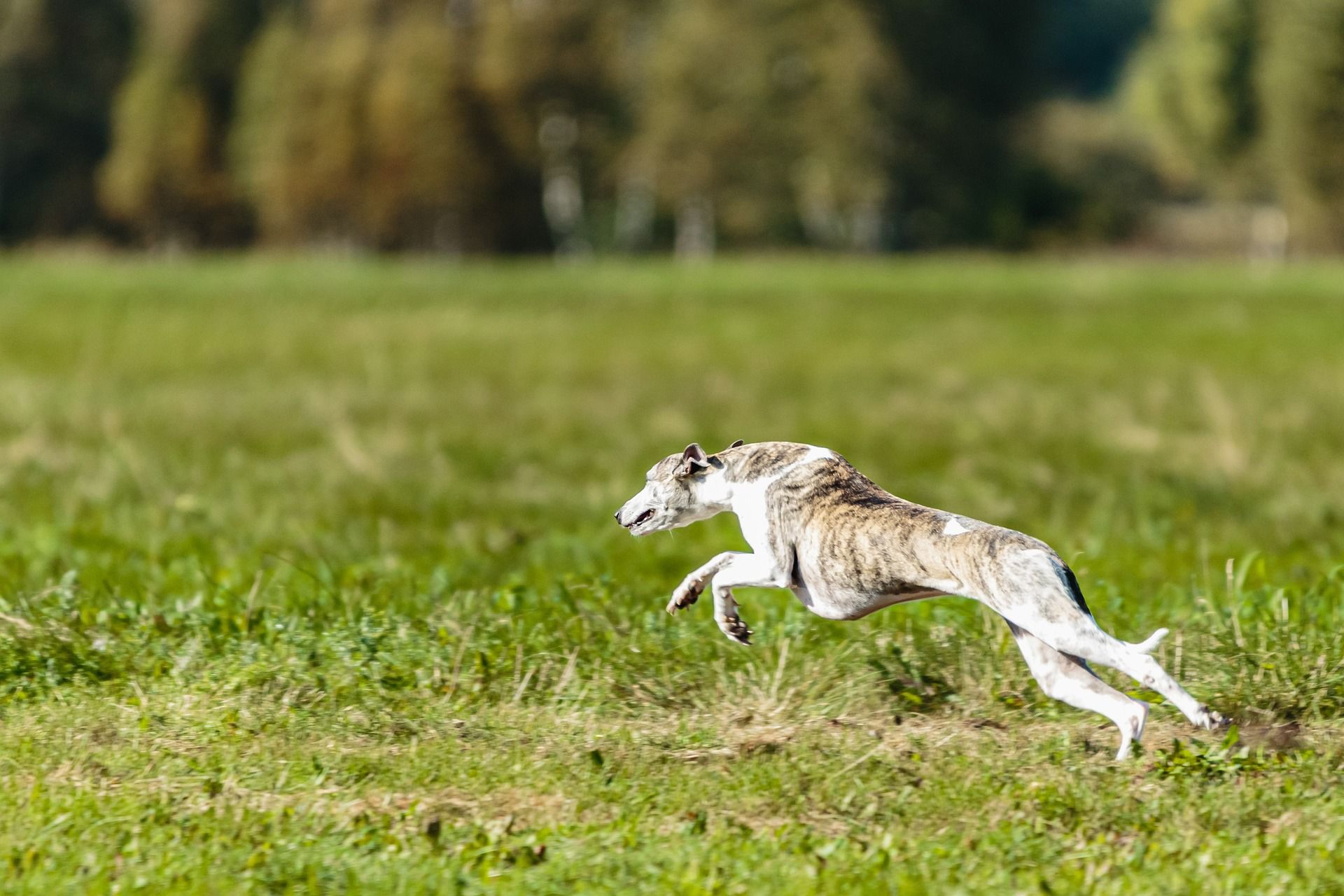 Whippets