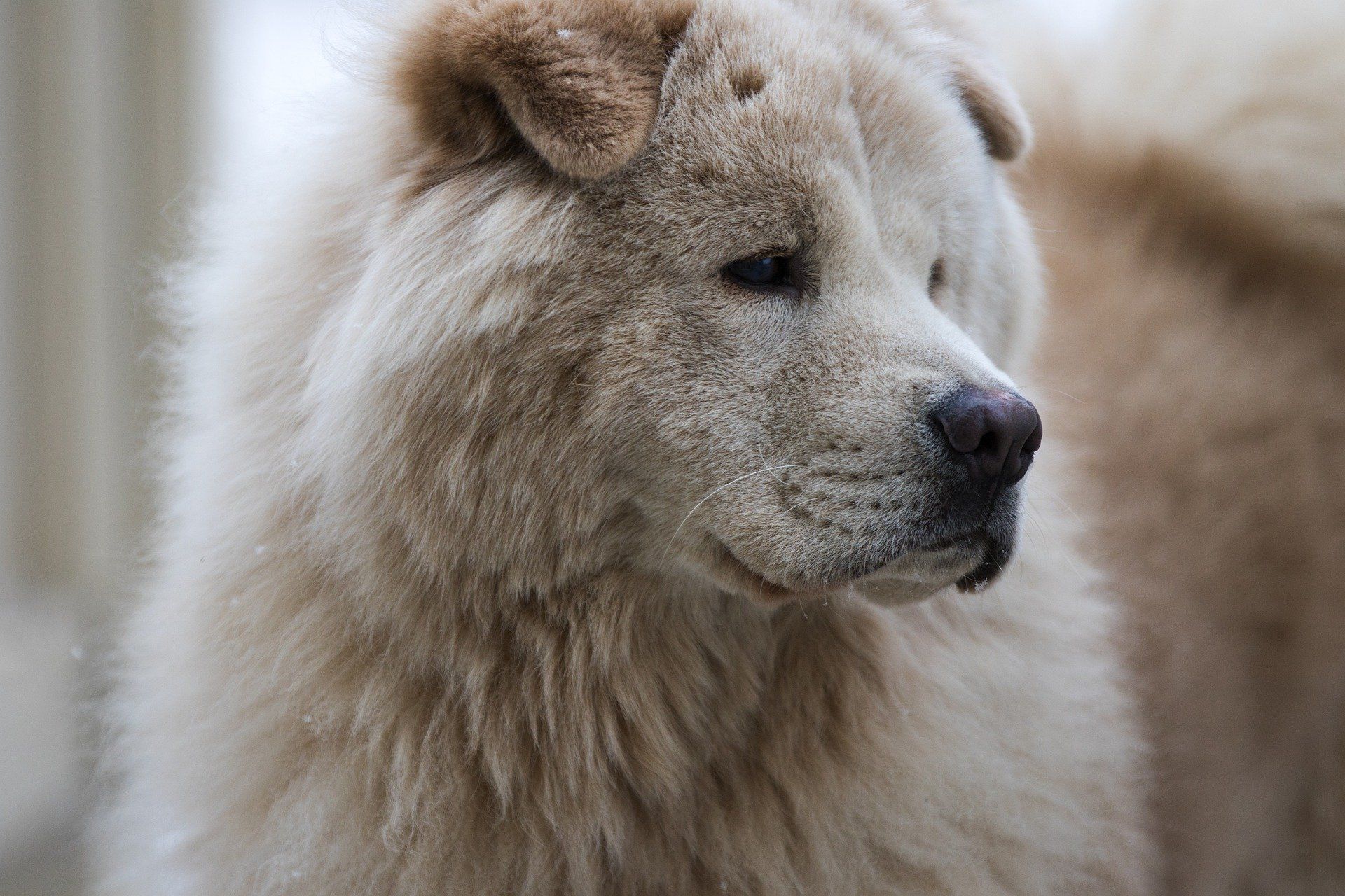 Why Do Some Chow Chows Look Different