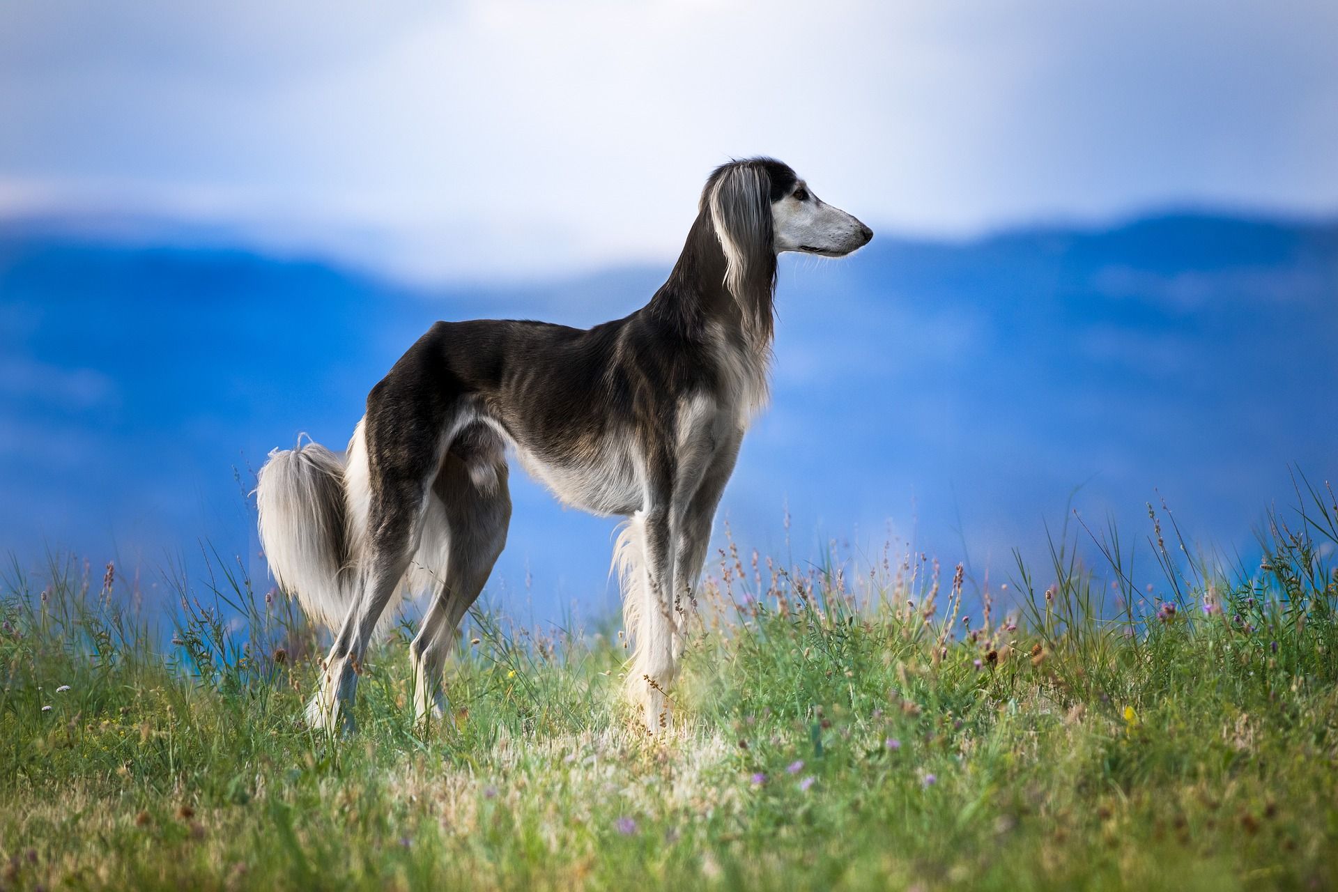 Why is my saluki so skinny?